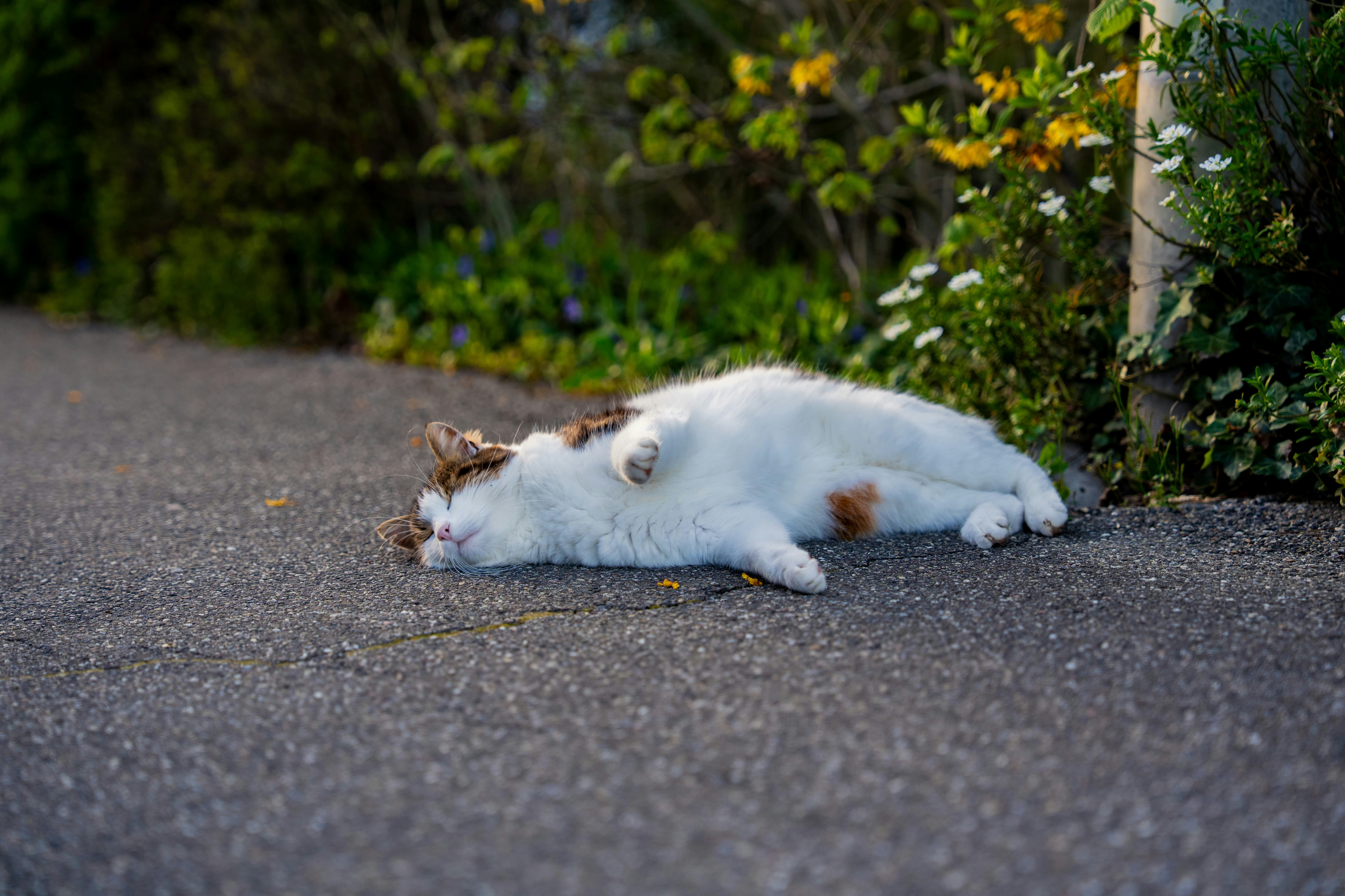 A cat lies on its back on asphalt.