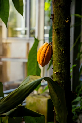 A single orange cacao pod growing on a tree.