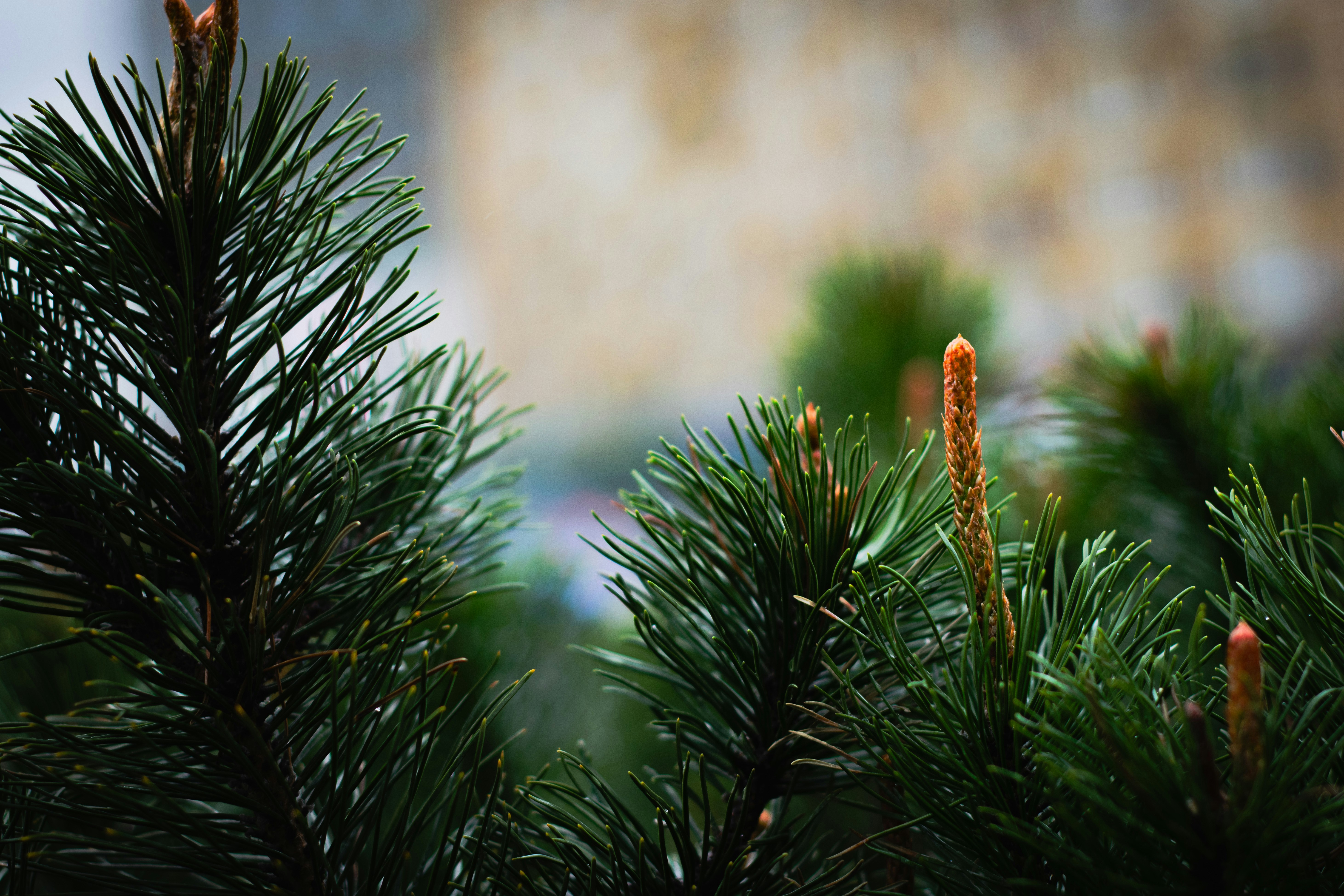 Close-up of pine tree needles and new growth