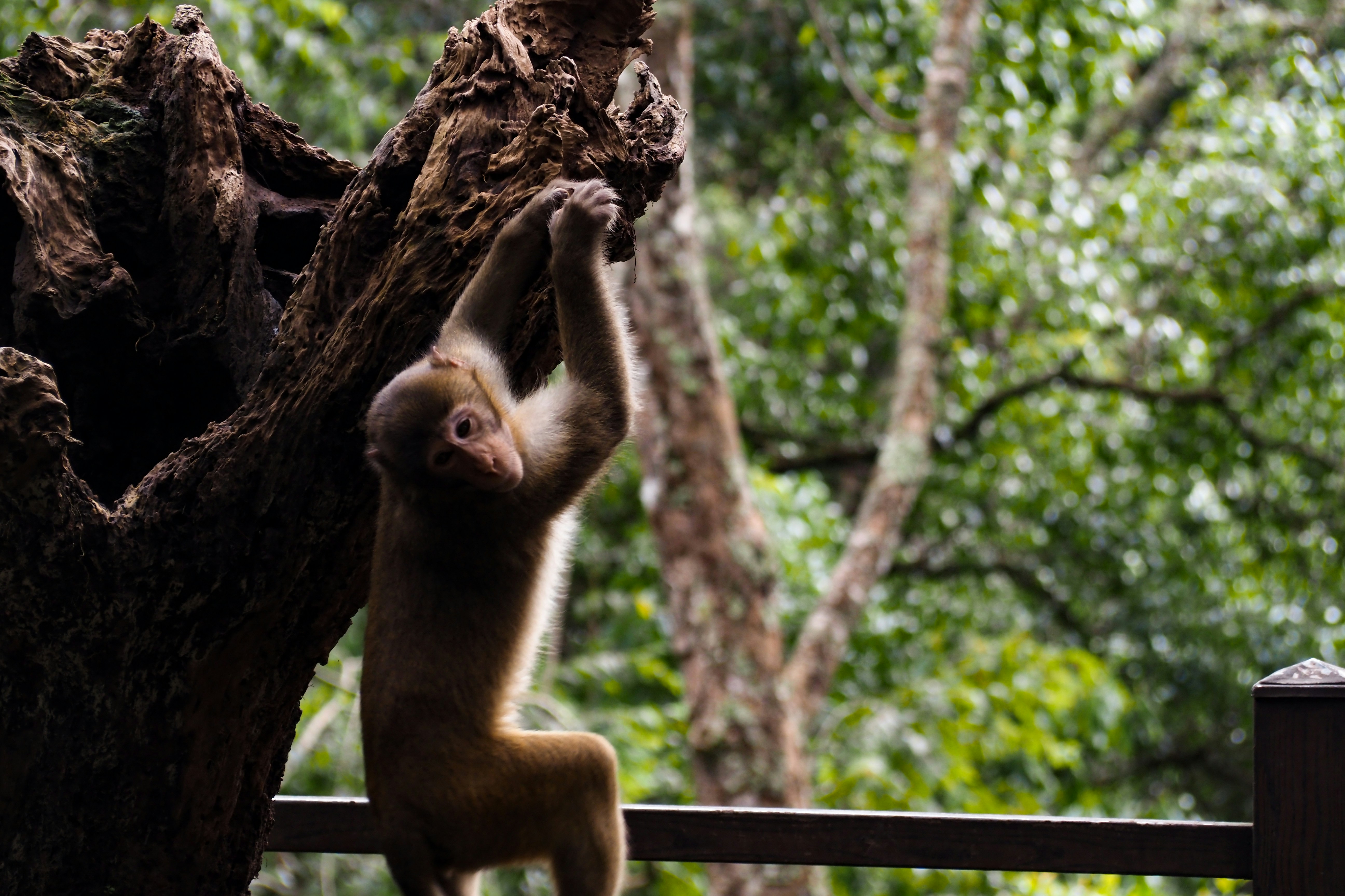 Um macaco está pendurado em um galho de árvore em uma floresta.