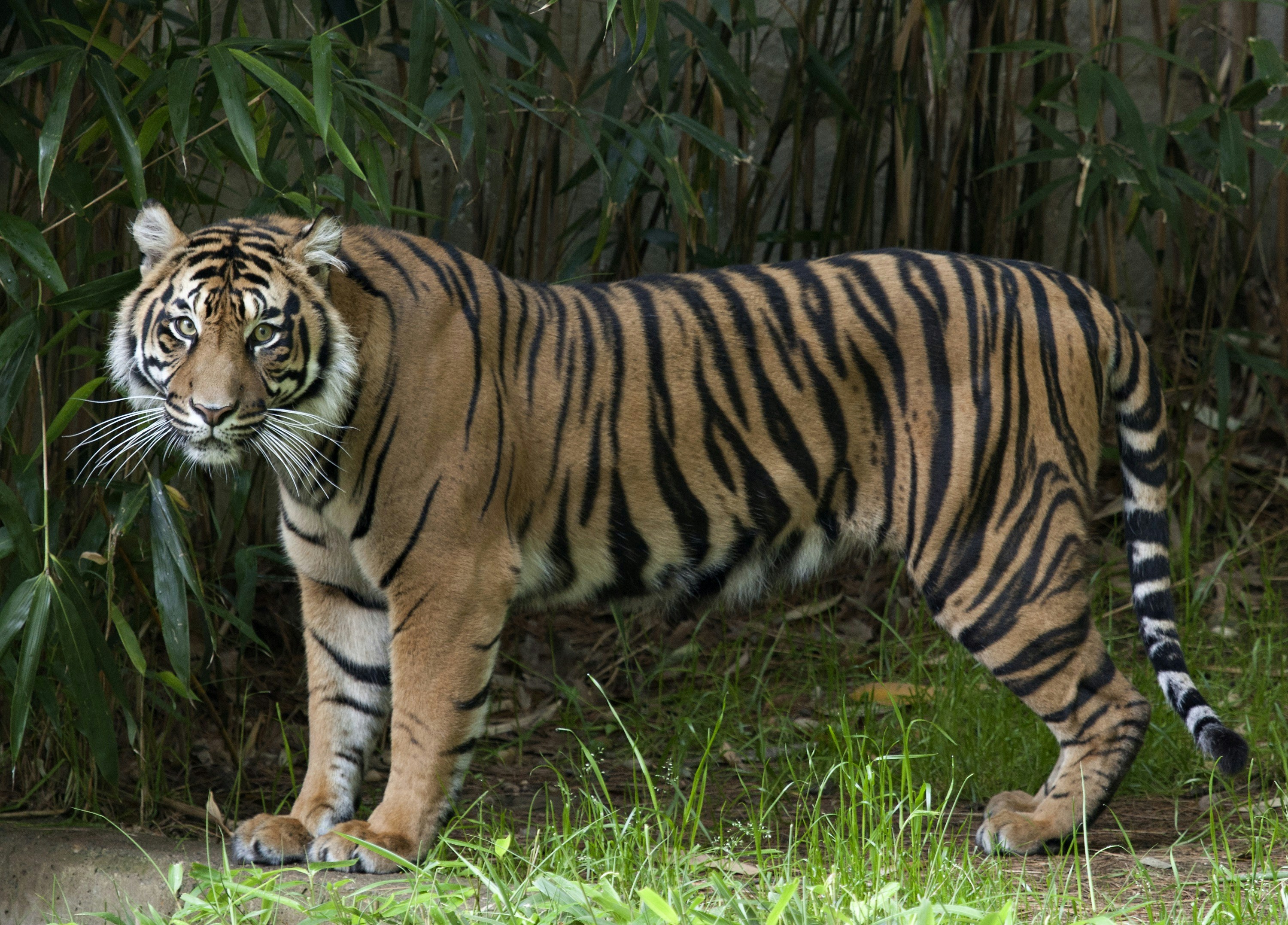 A tiger stands in tall grass near bamboo