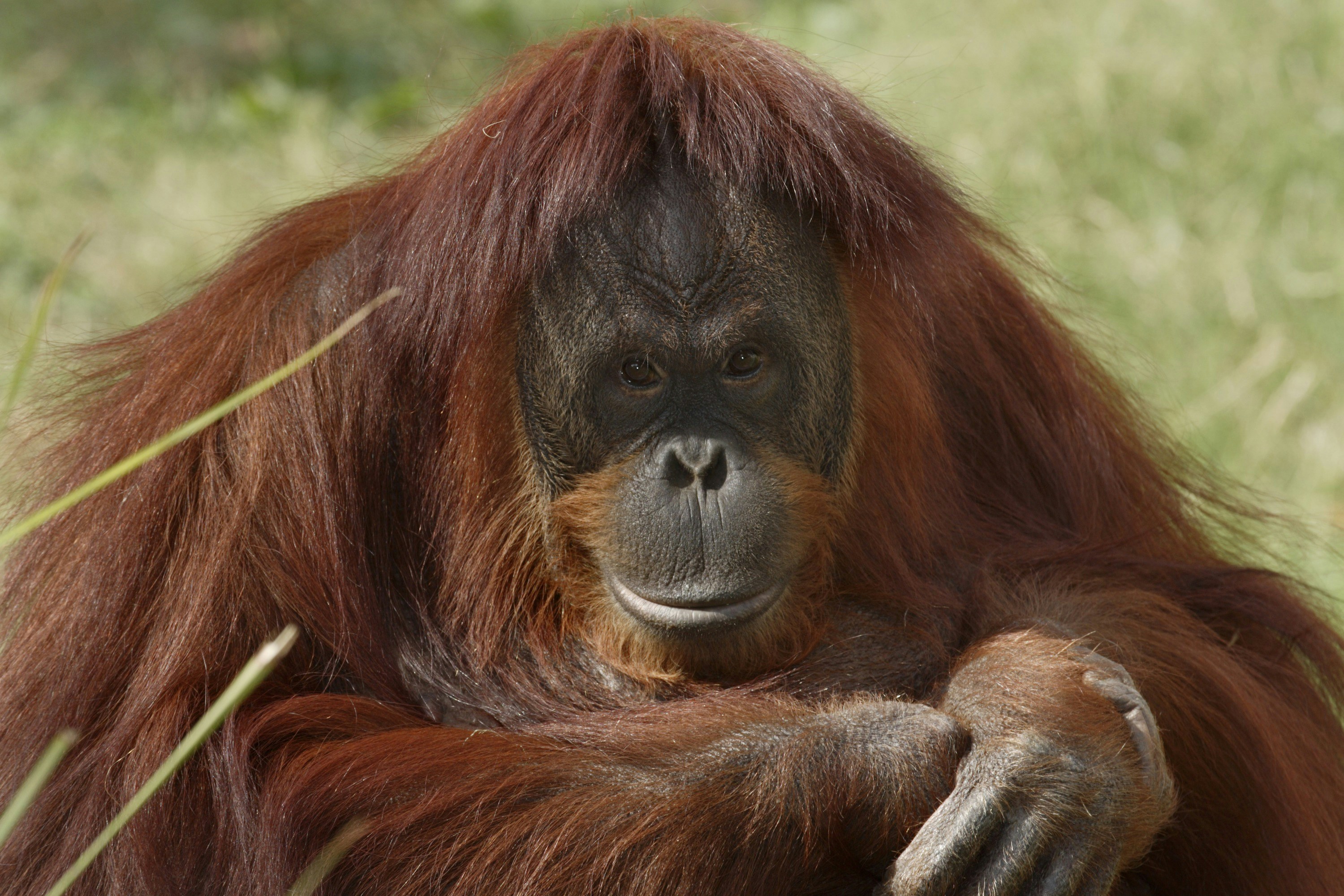 An orangutan with long reddish-brown fur sits outdoors.