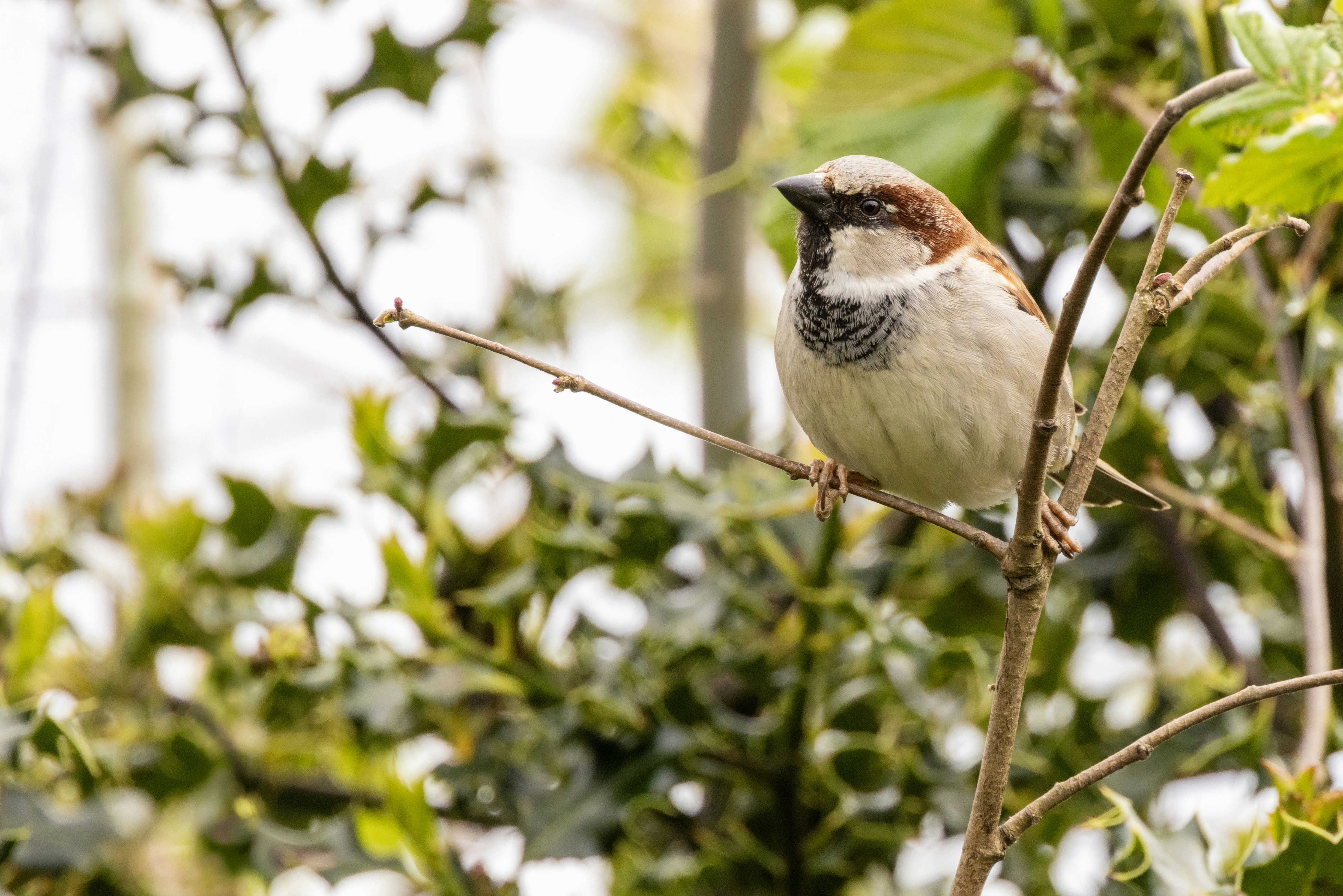 A sparrow perched on a branch amidst green foliage.