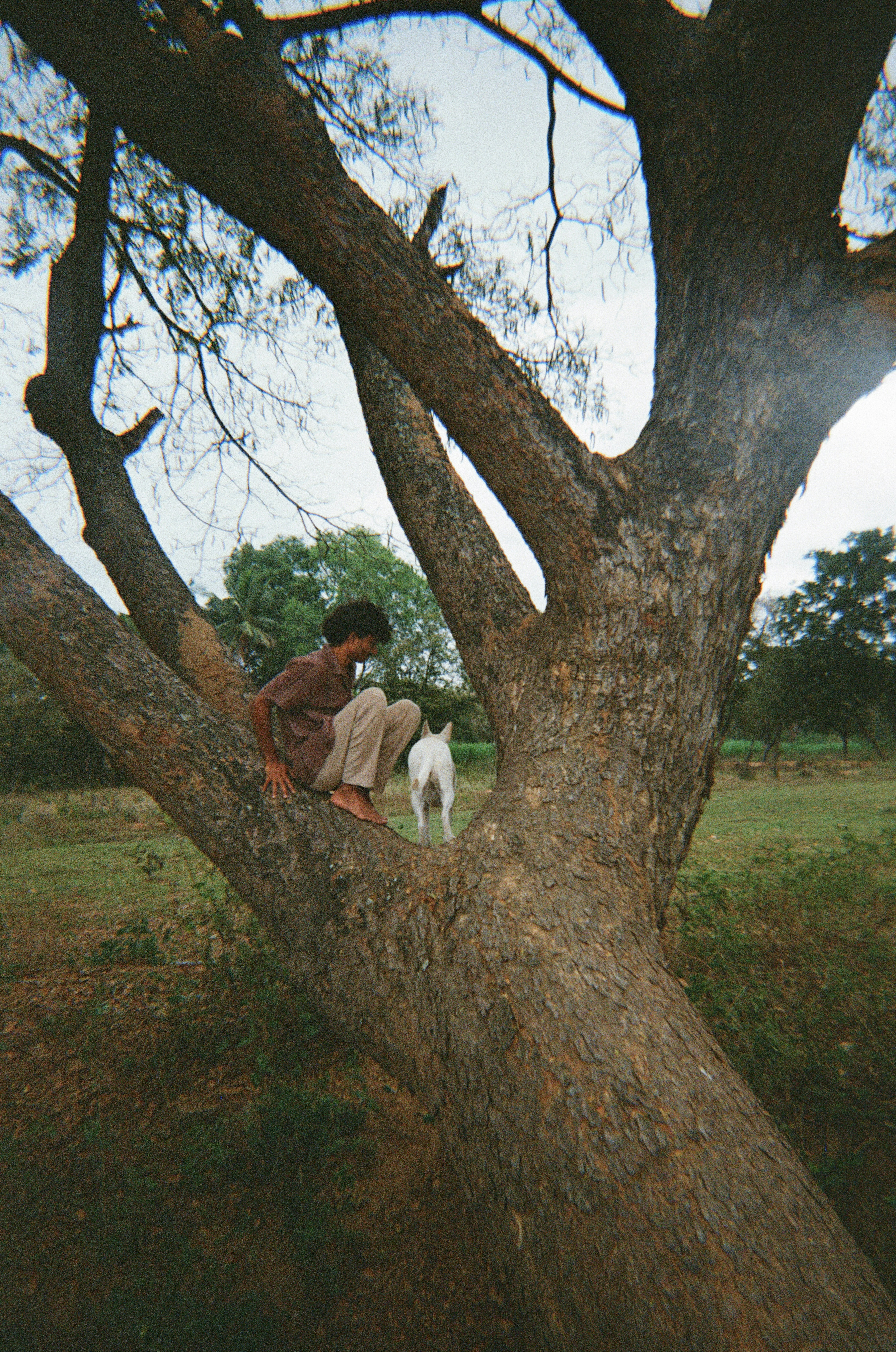 A person sits in a tree near a white dog.
