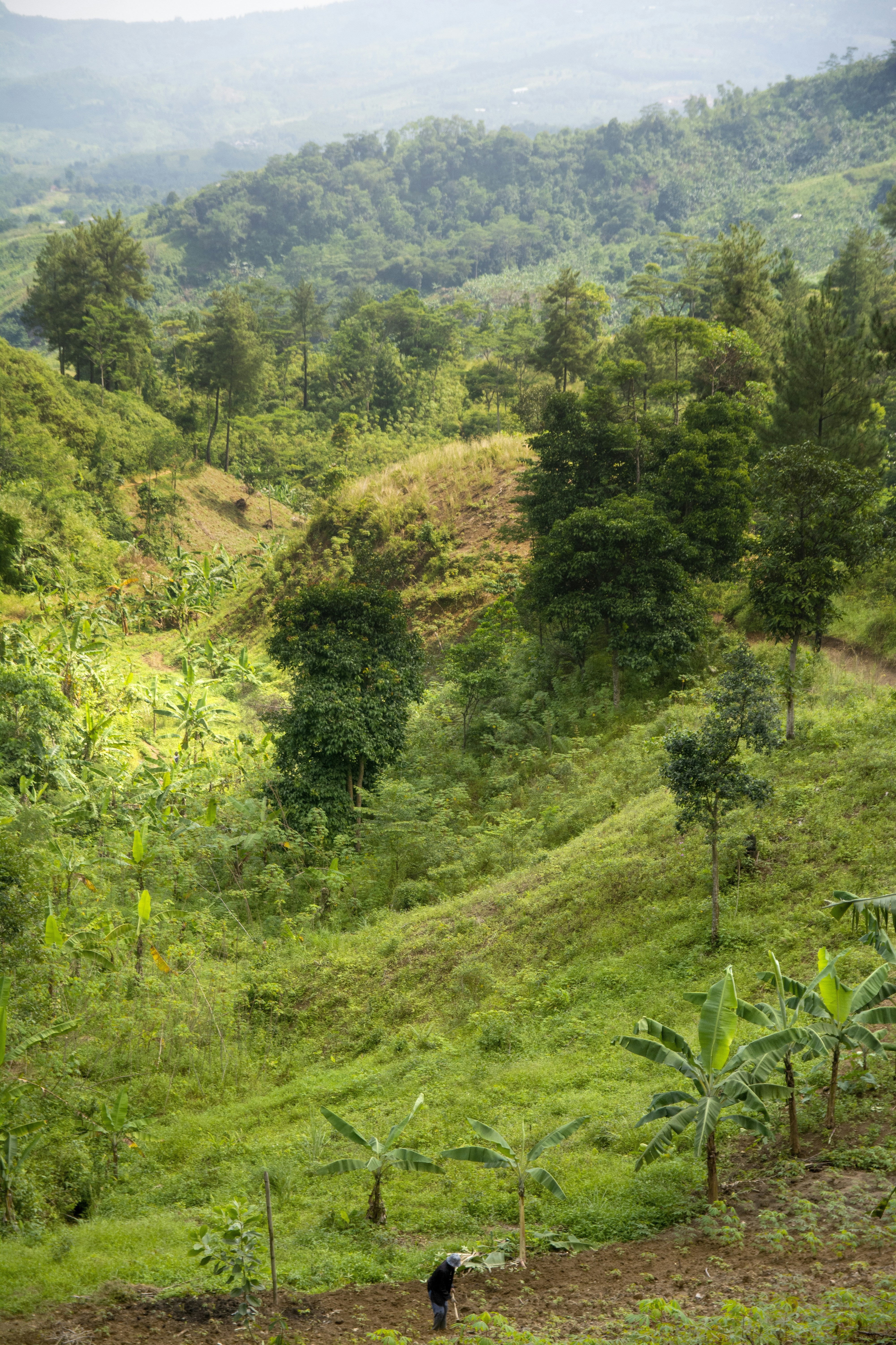 Perbukitan hijau subur dengan pohon pisang dan orang yang bekerja