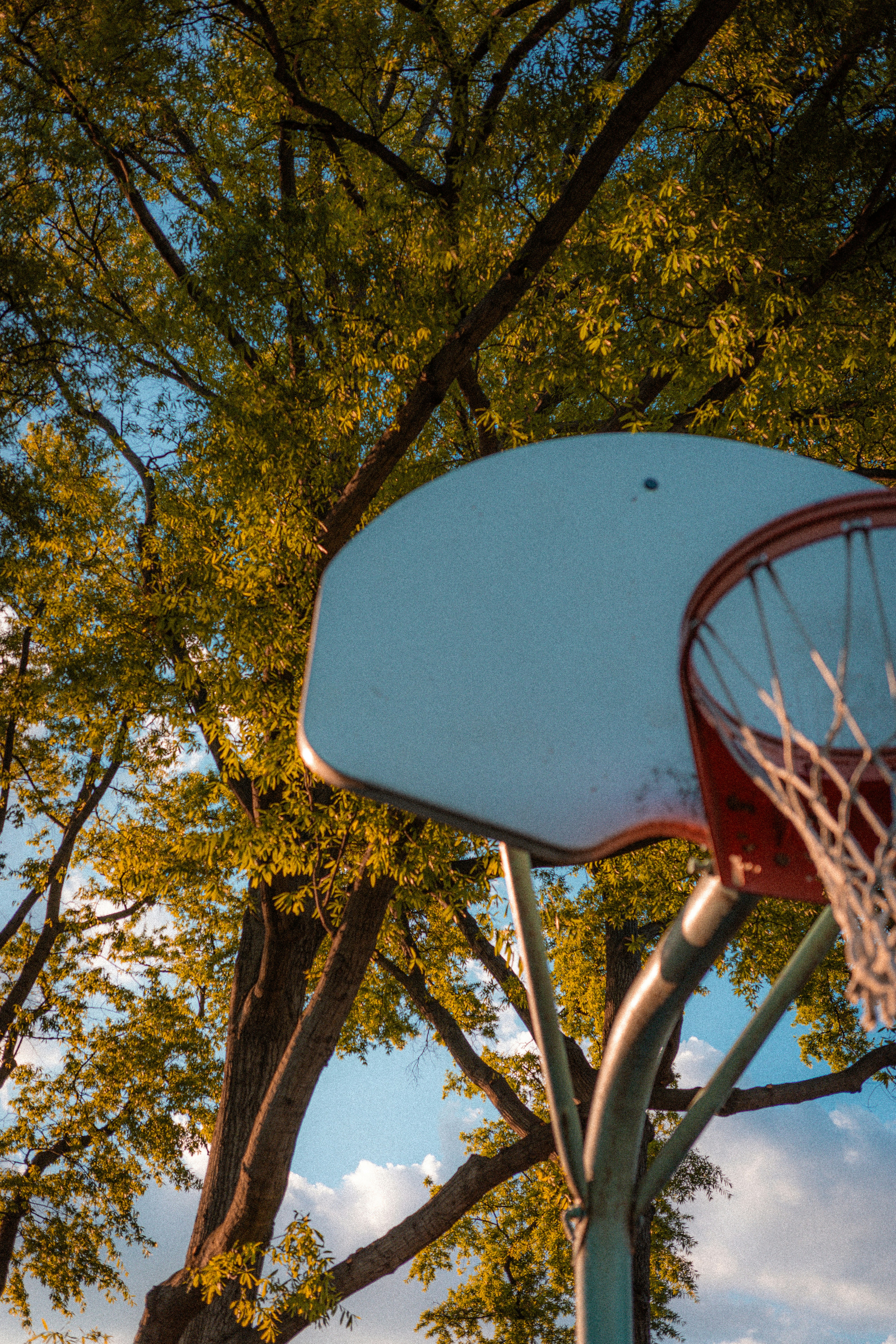 Cesta de basquete sob uma árvore de folhas