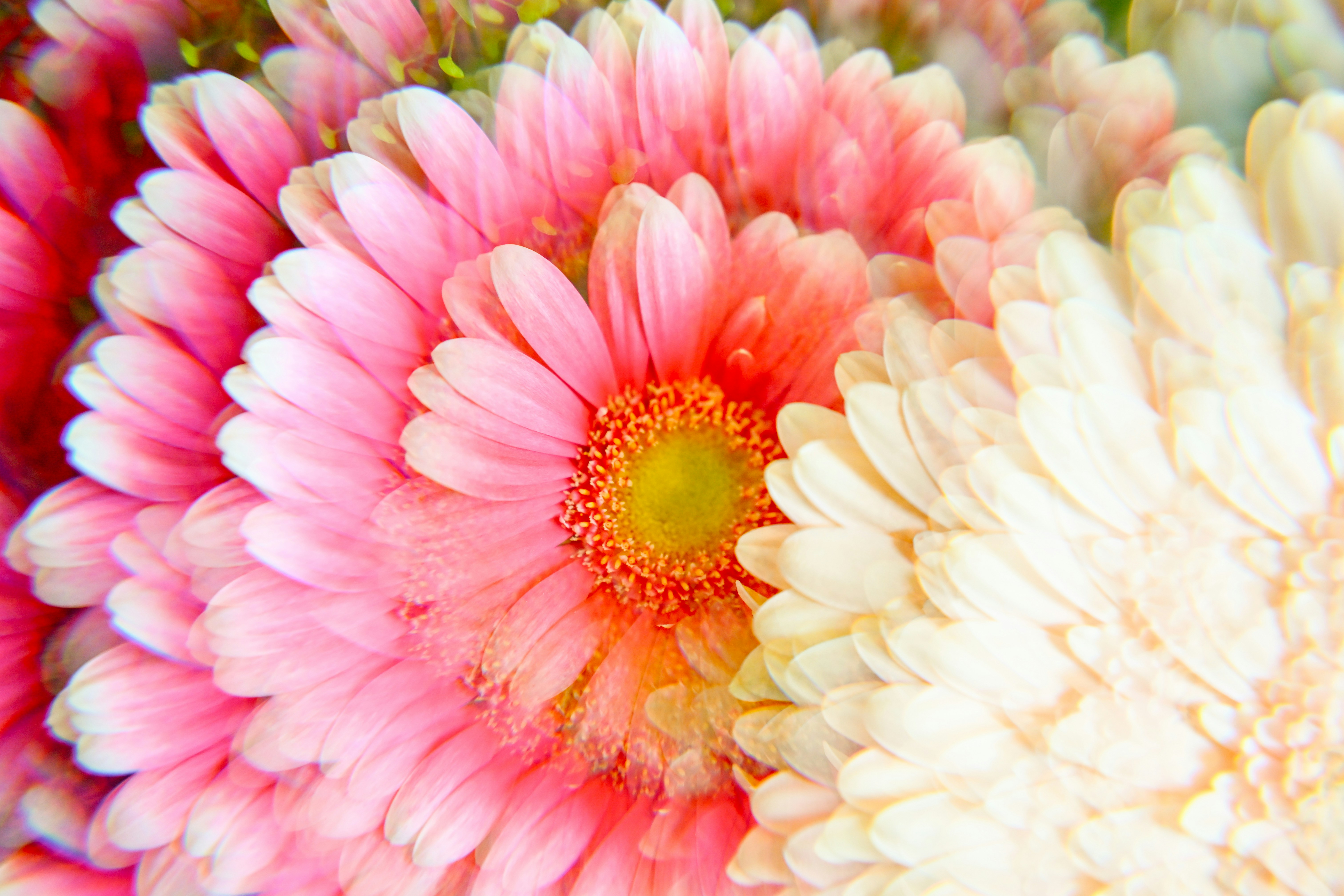 Gerberas x Reflect Lens