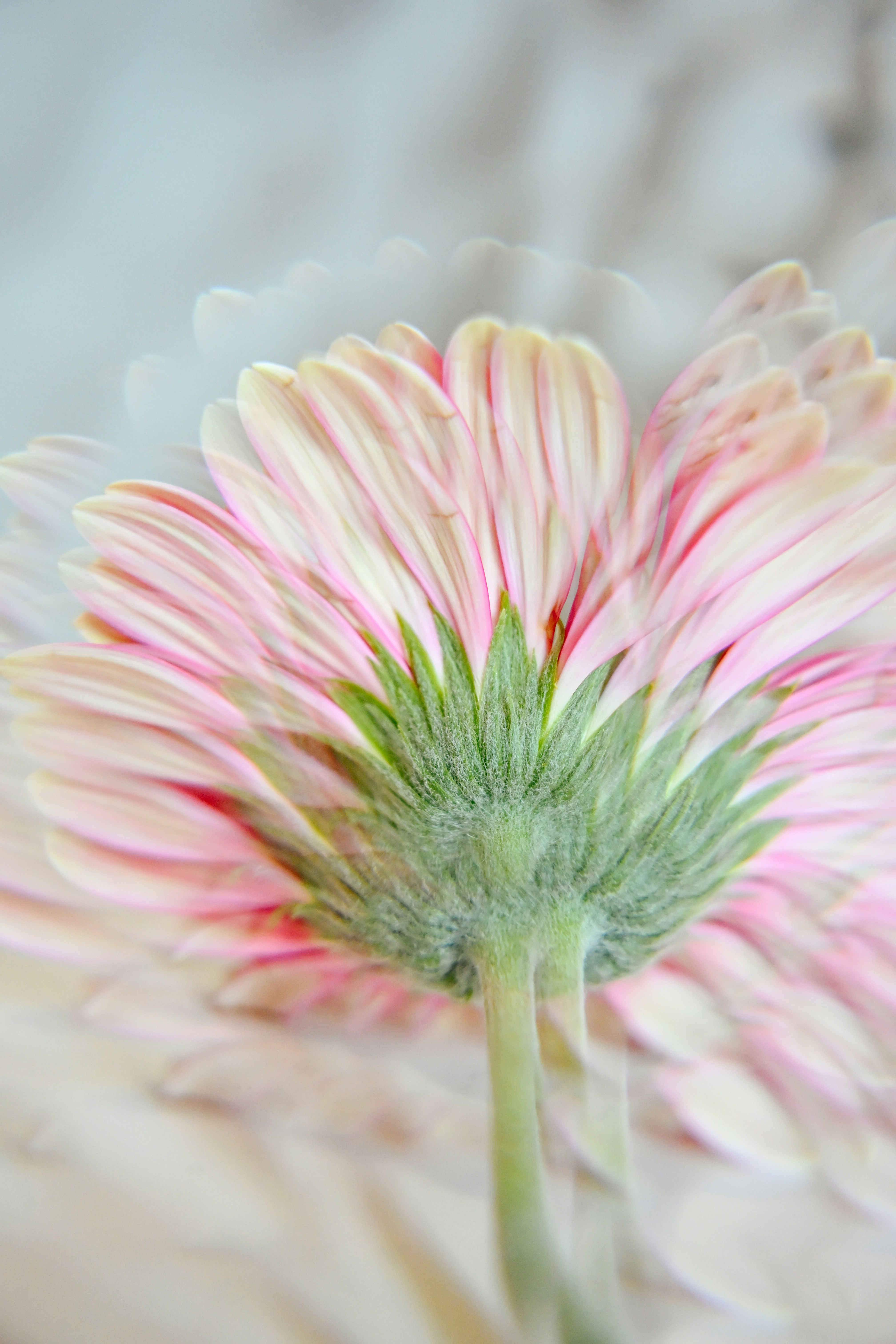 Gerbera x Reflect Lens