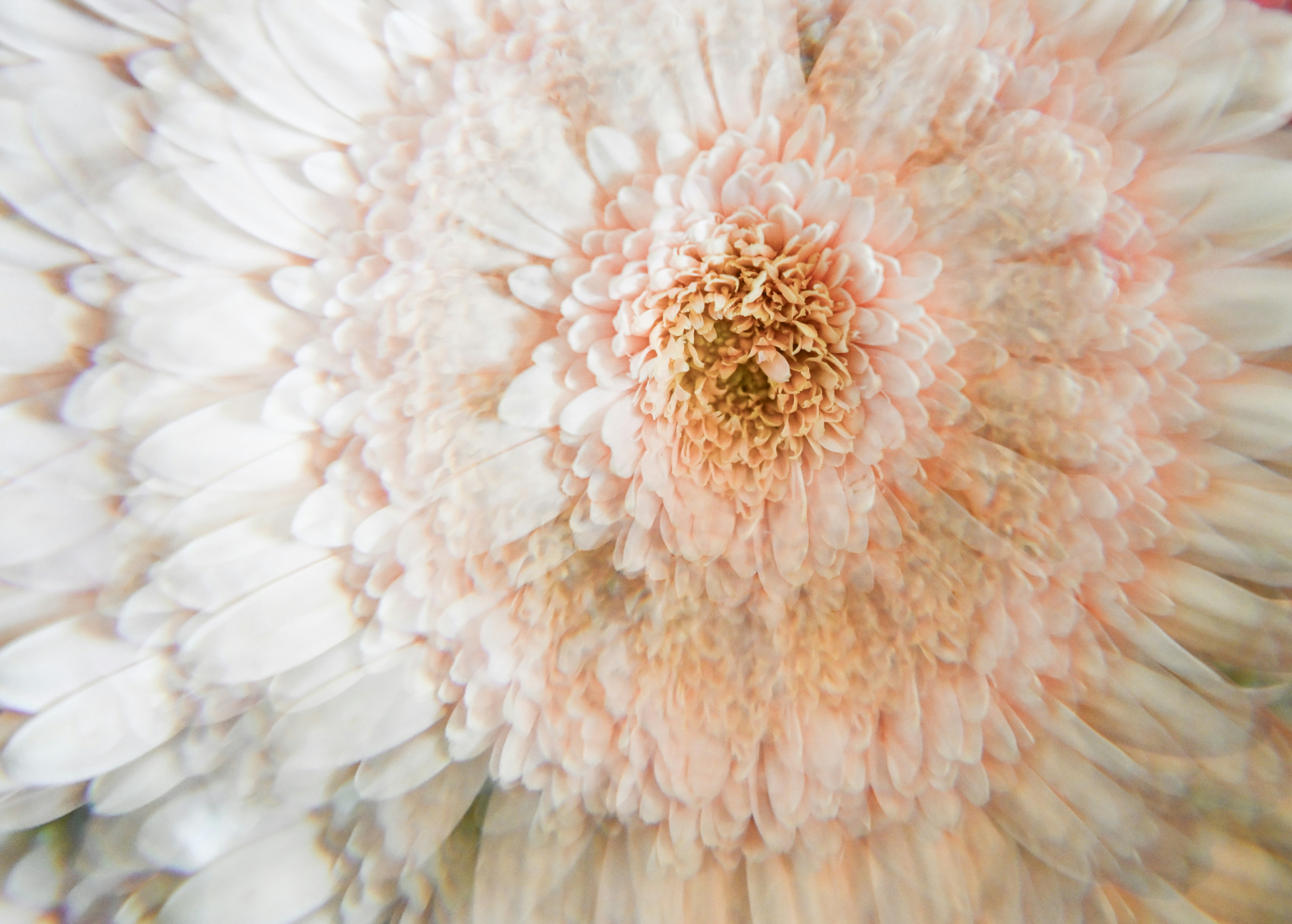 Close-up of a white and pink flower