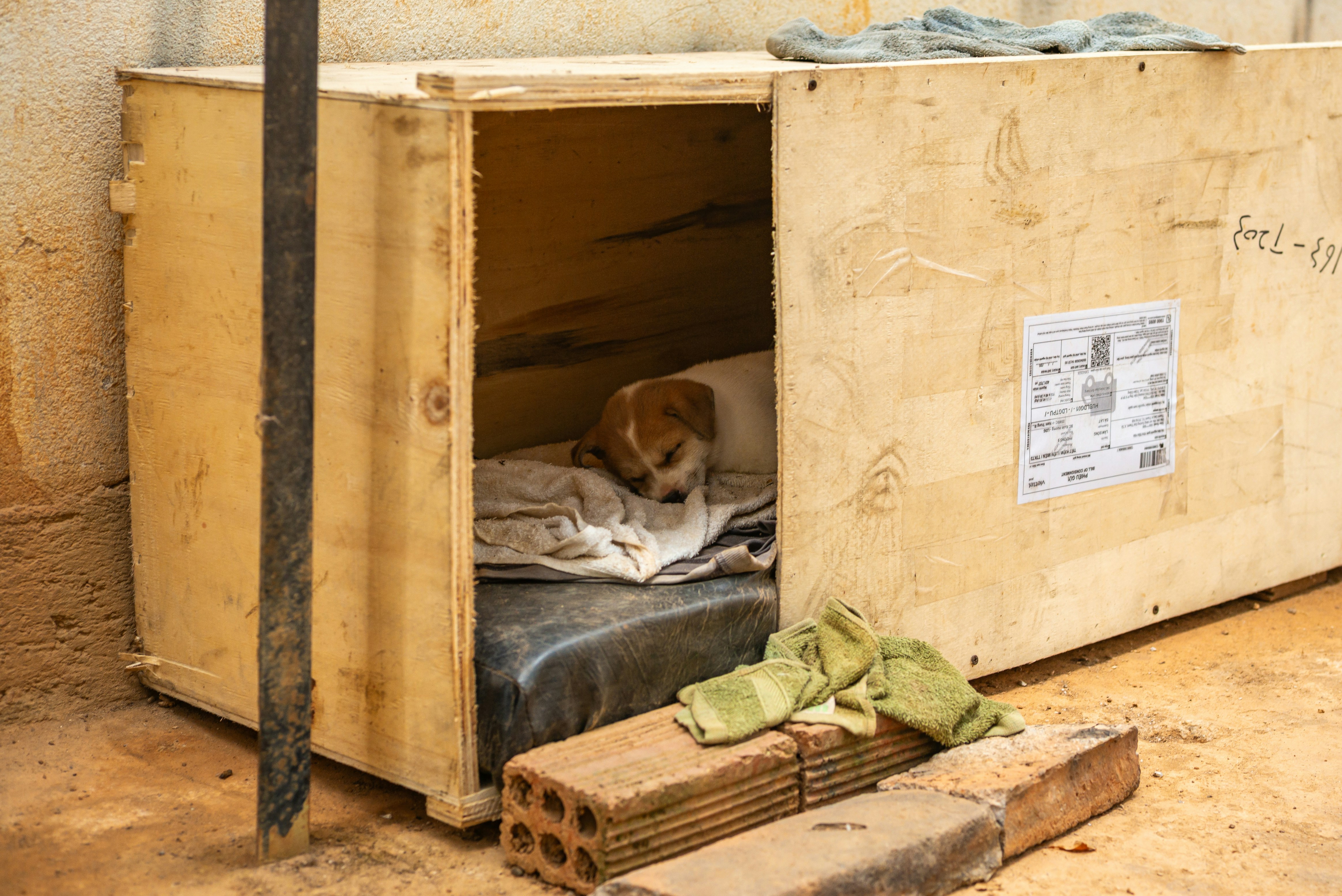 Small dog resting inside a wooden crate enclosure.