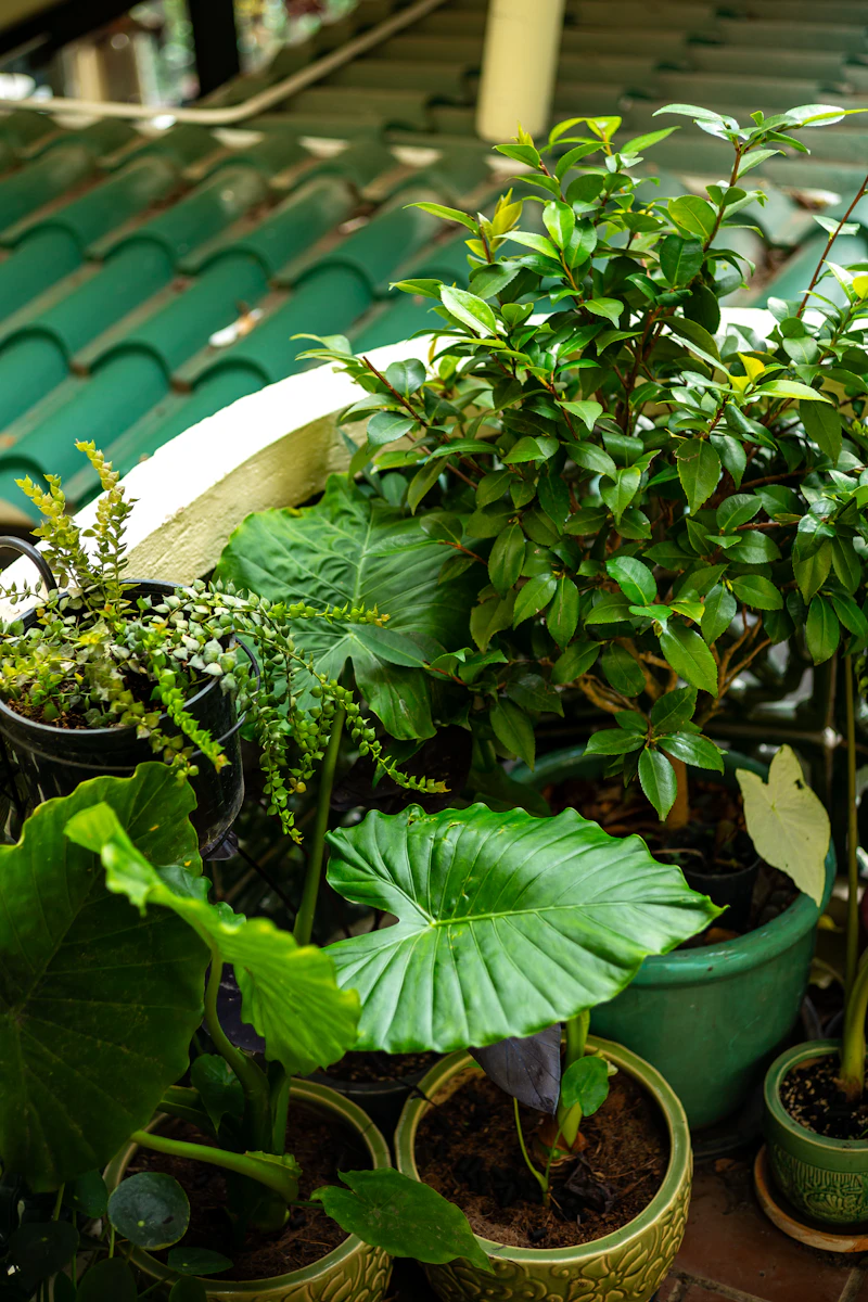 Petit jardin urbain aménagé
