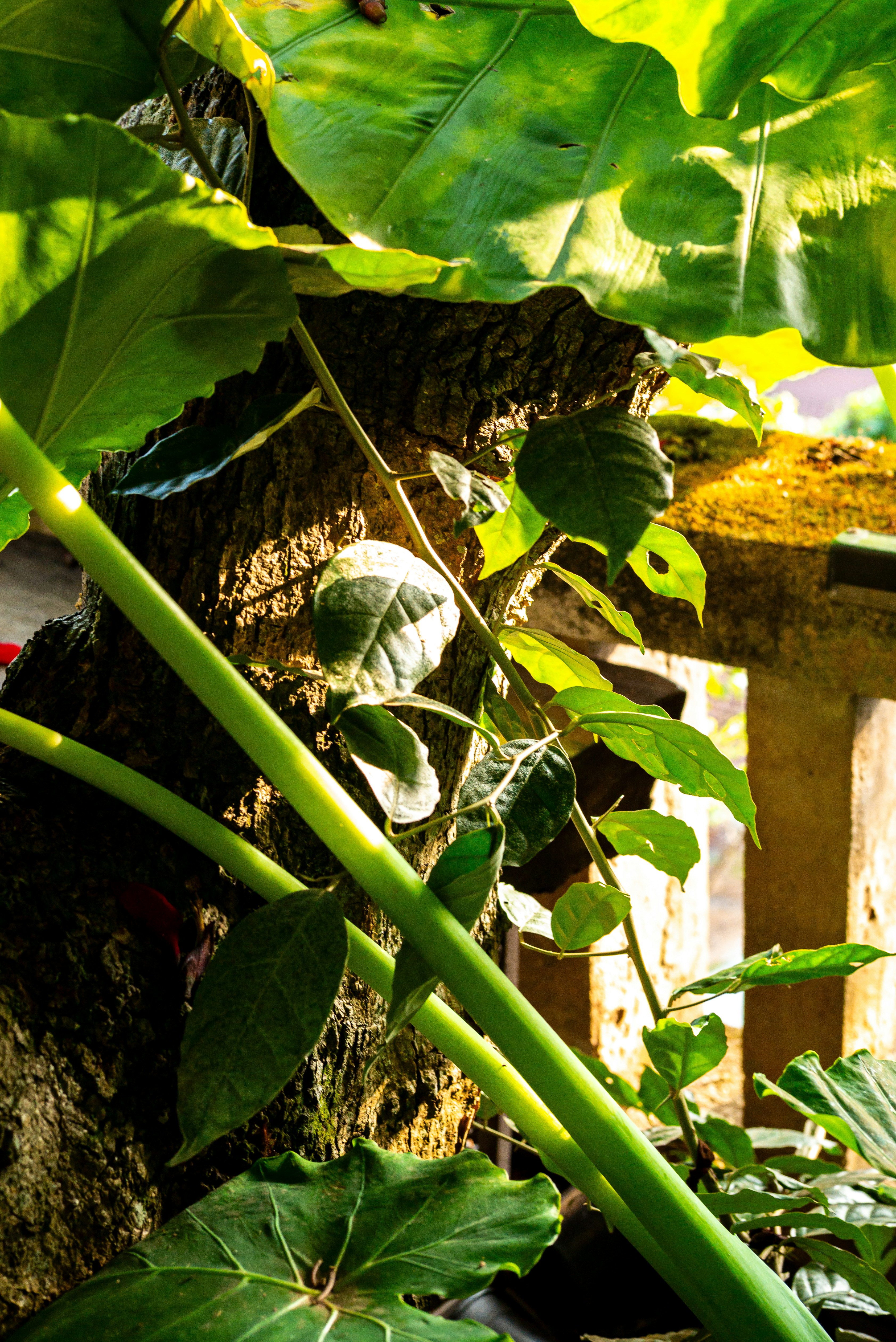 Growing and Harvesting Your Medicinal Herb Garden