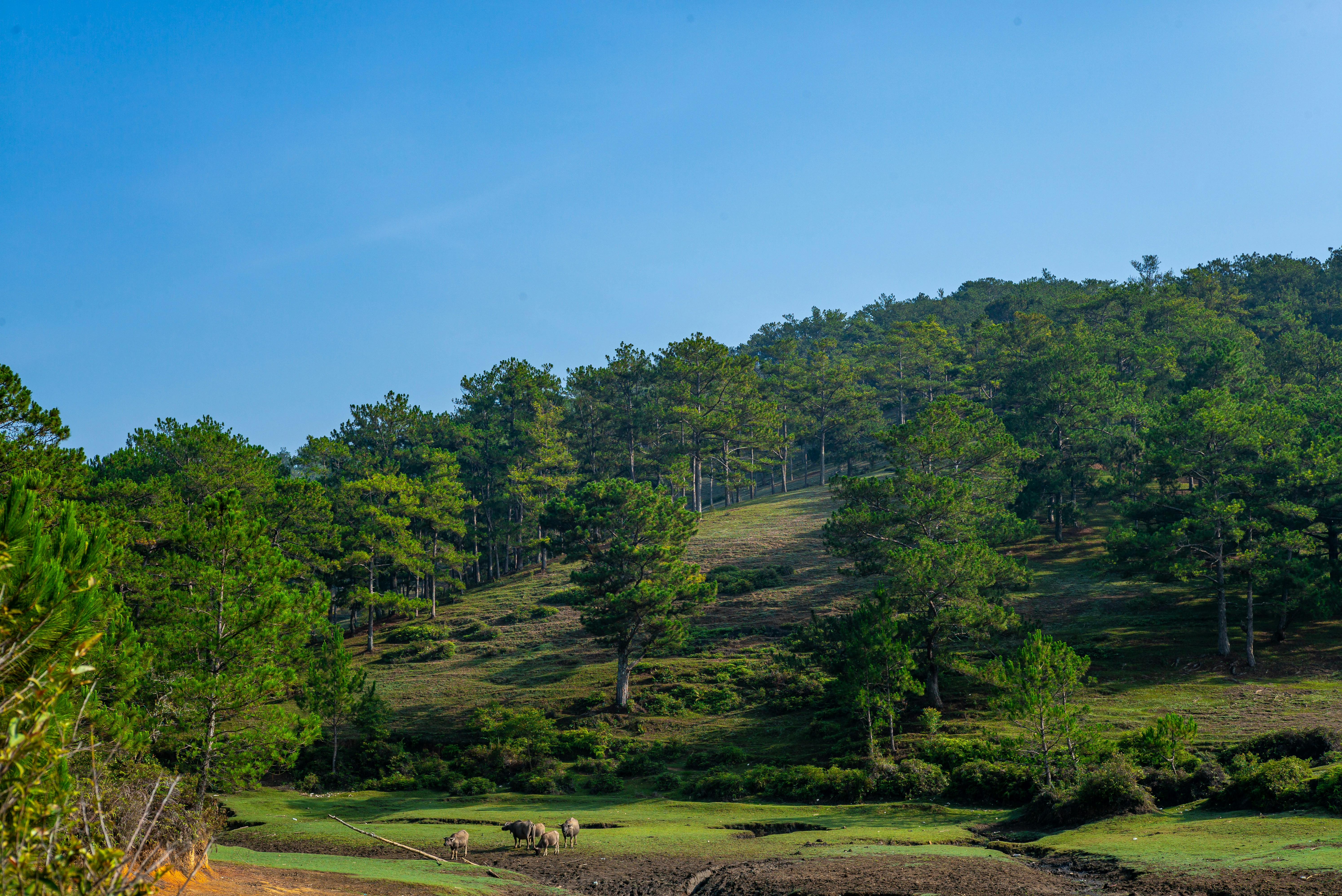 Photo by donguyenkhanhs