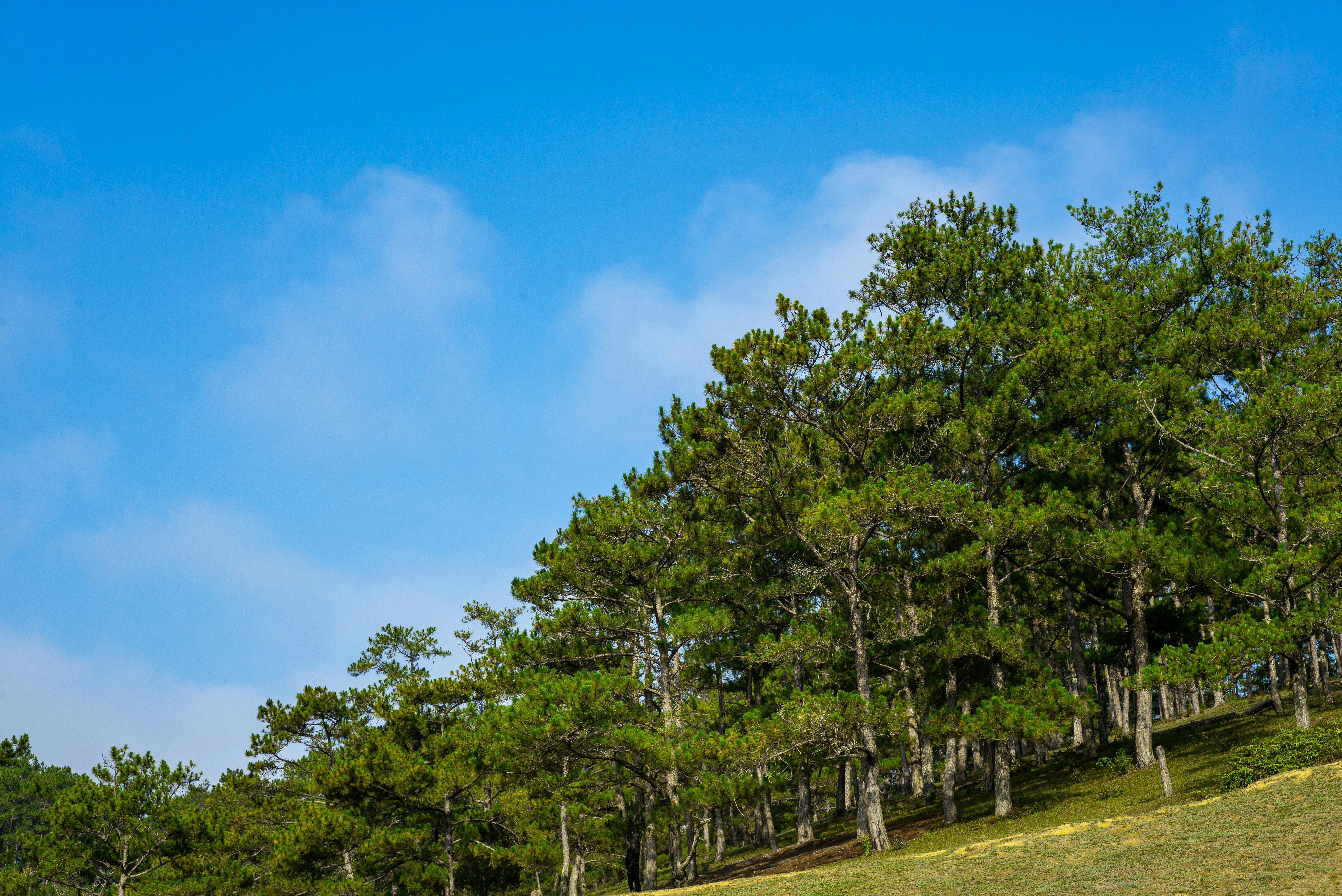 Photo by donguyenkhanhs