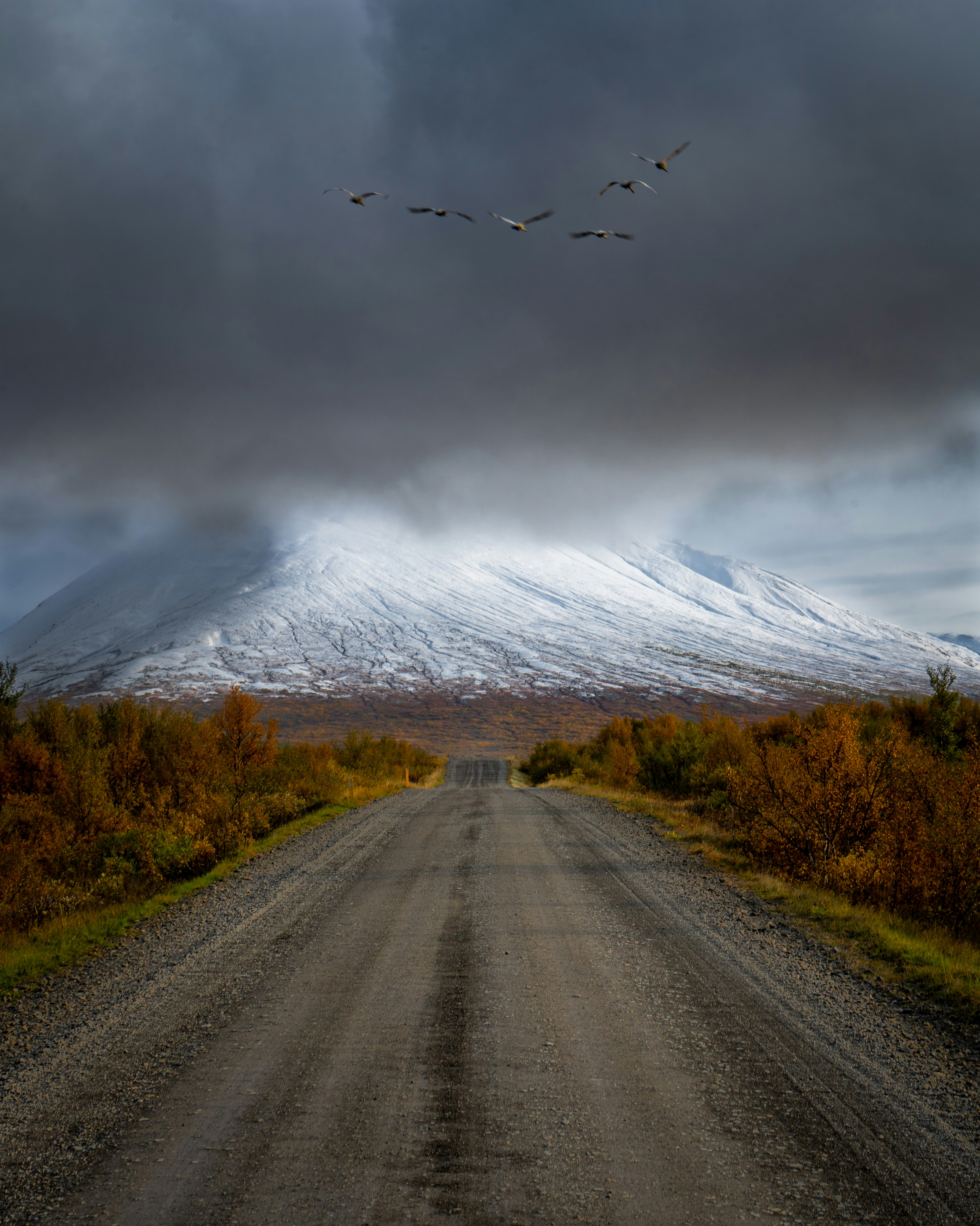 Flock of birds fly over a snowy mountain road.