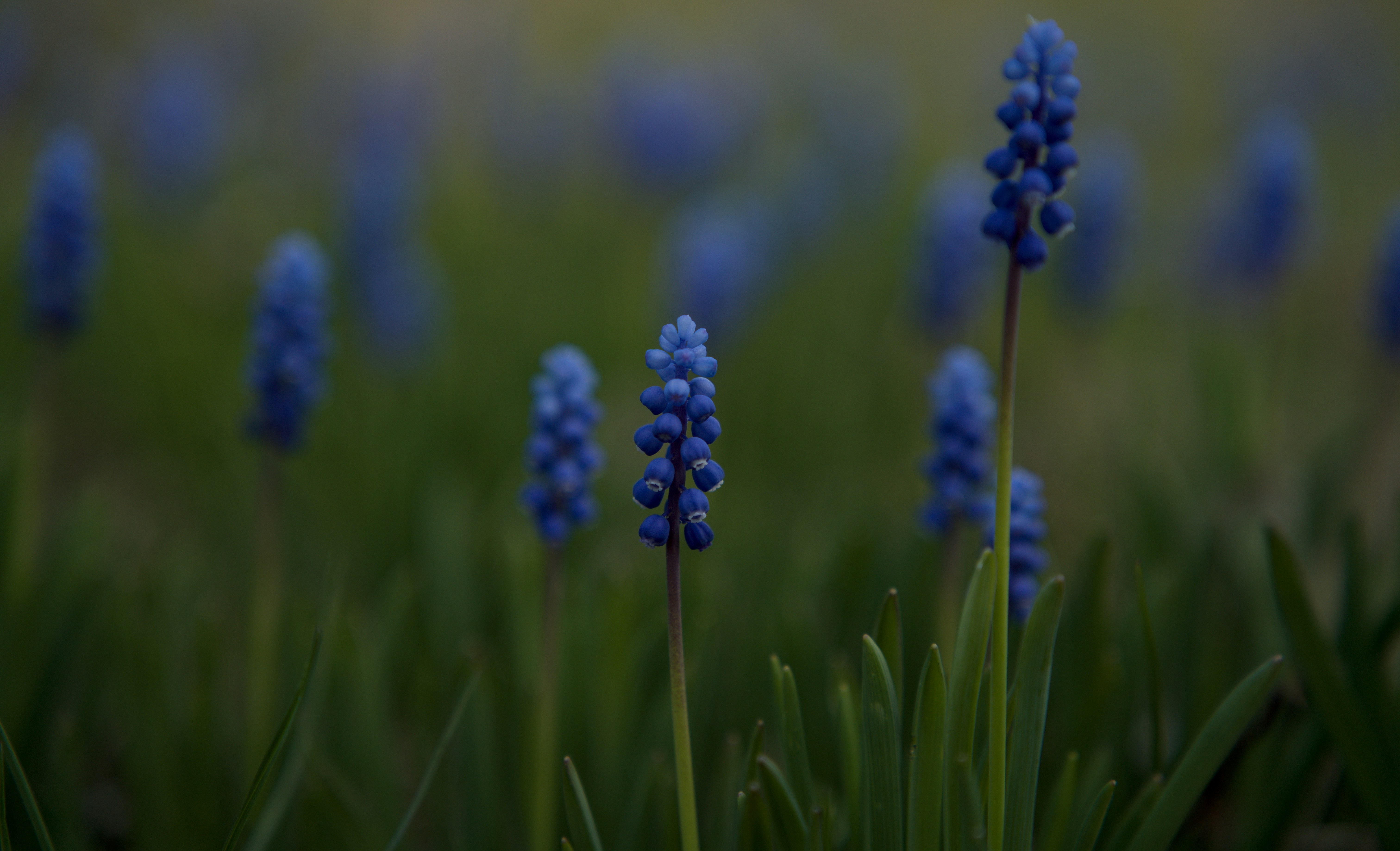 Photo by eizenkopp