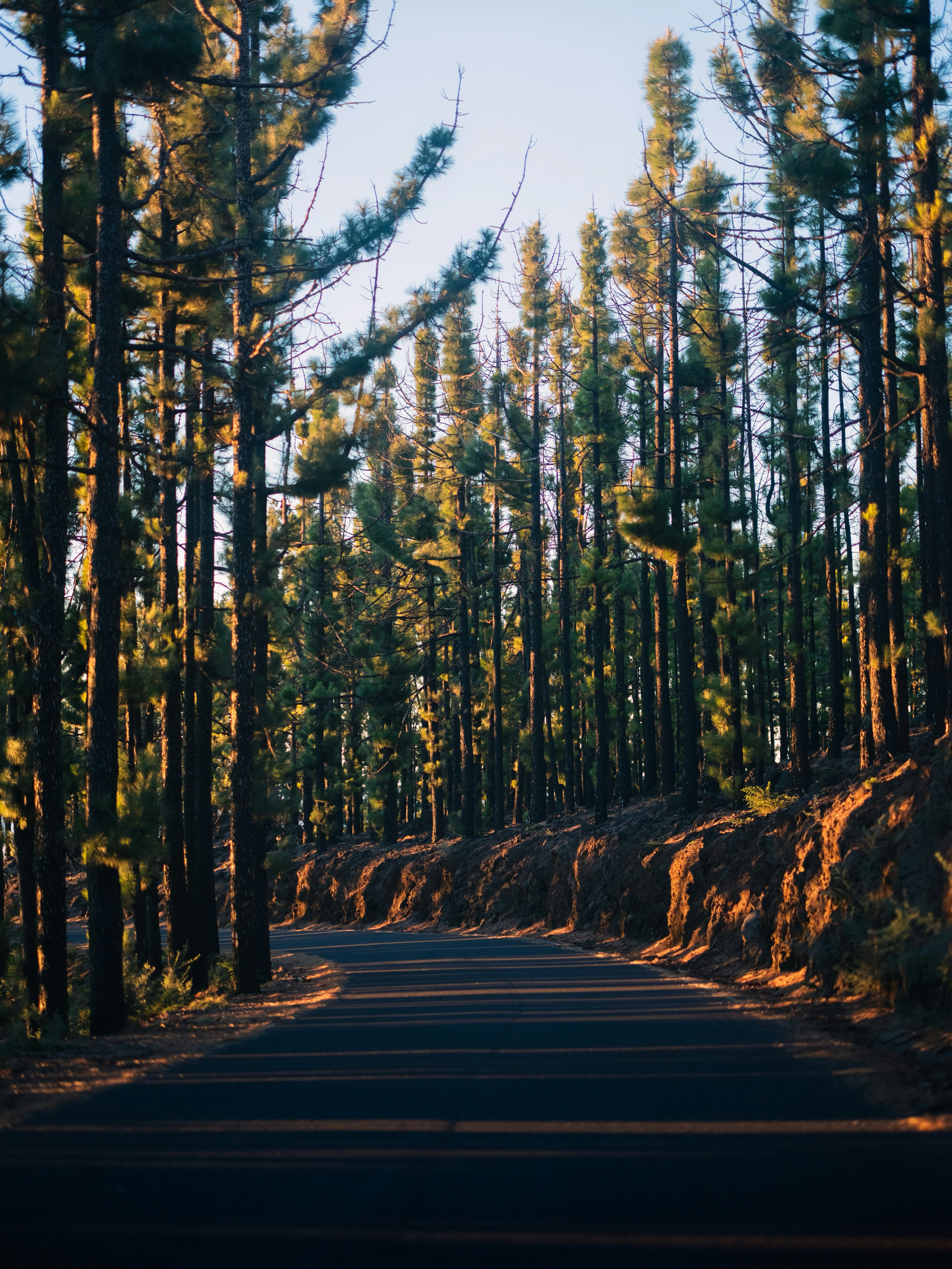 Uma estrada sinuosa por uma alta floresta de pinheiros