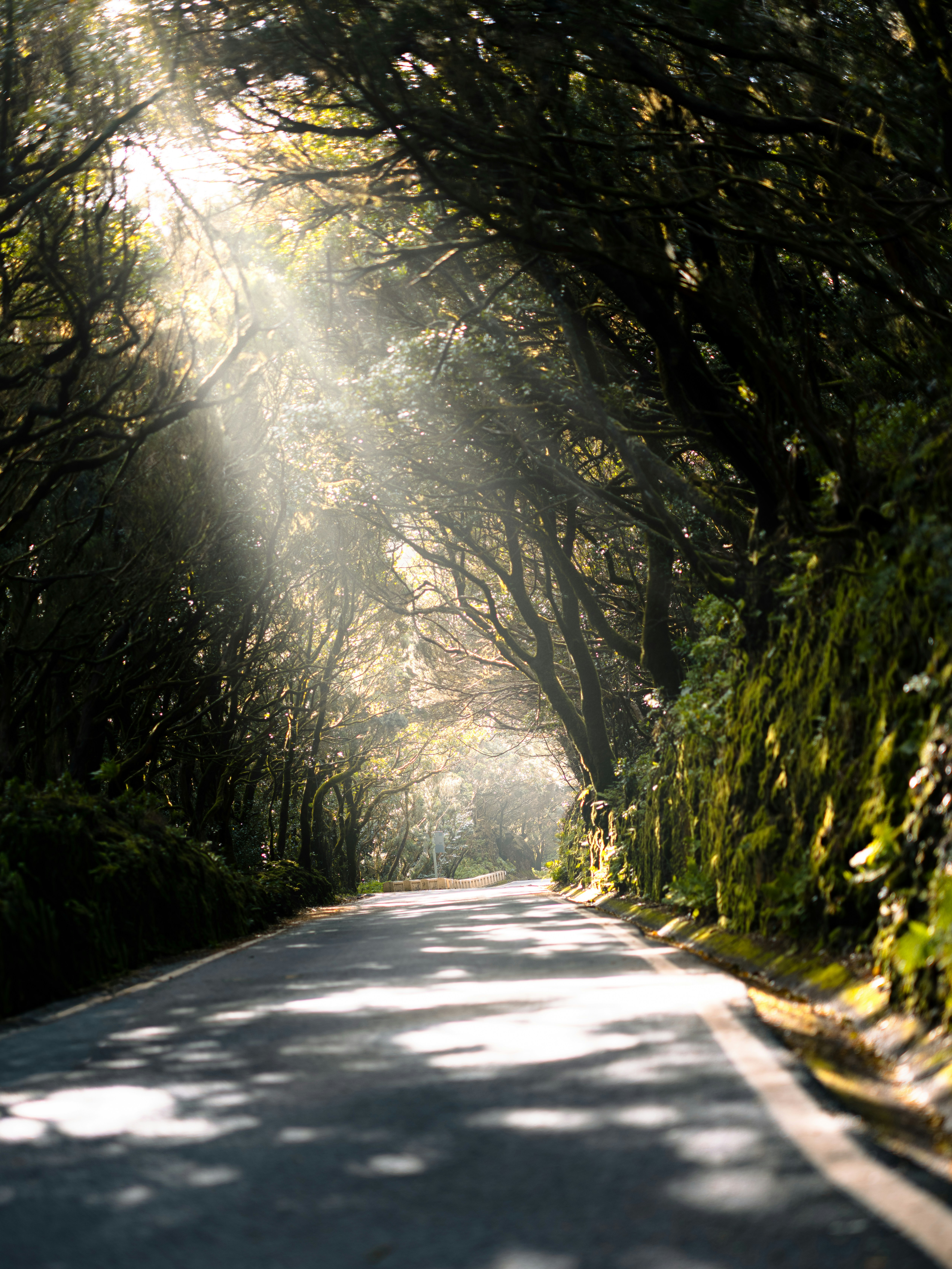 Raios de sol filtram através das árvores até uma estrada sinuosa.