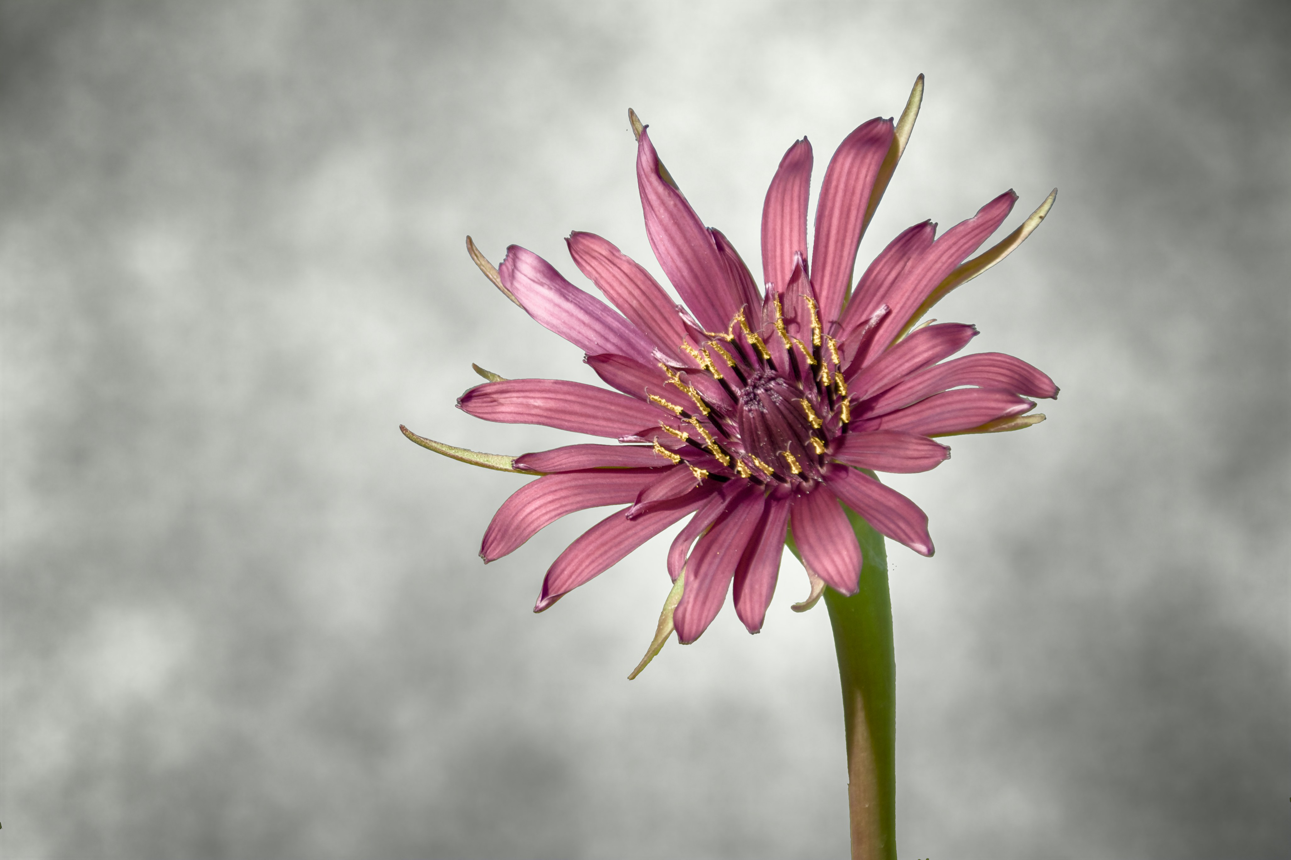 A single pink flower with a textured gray background.