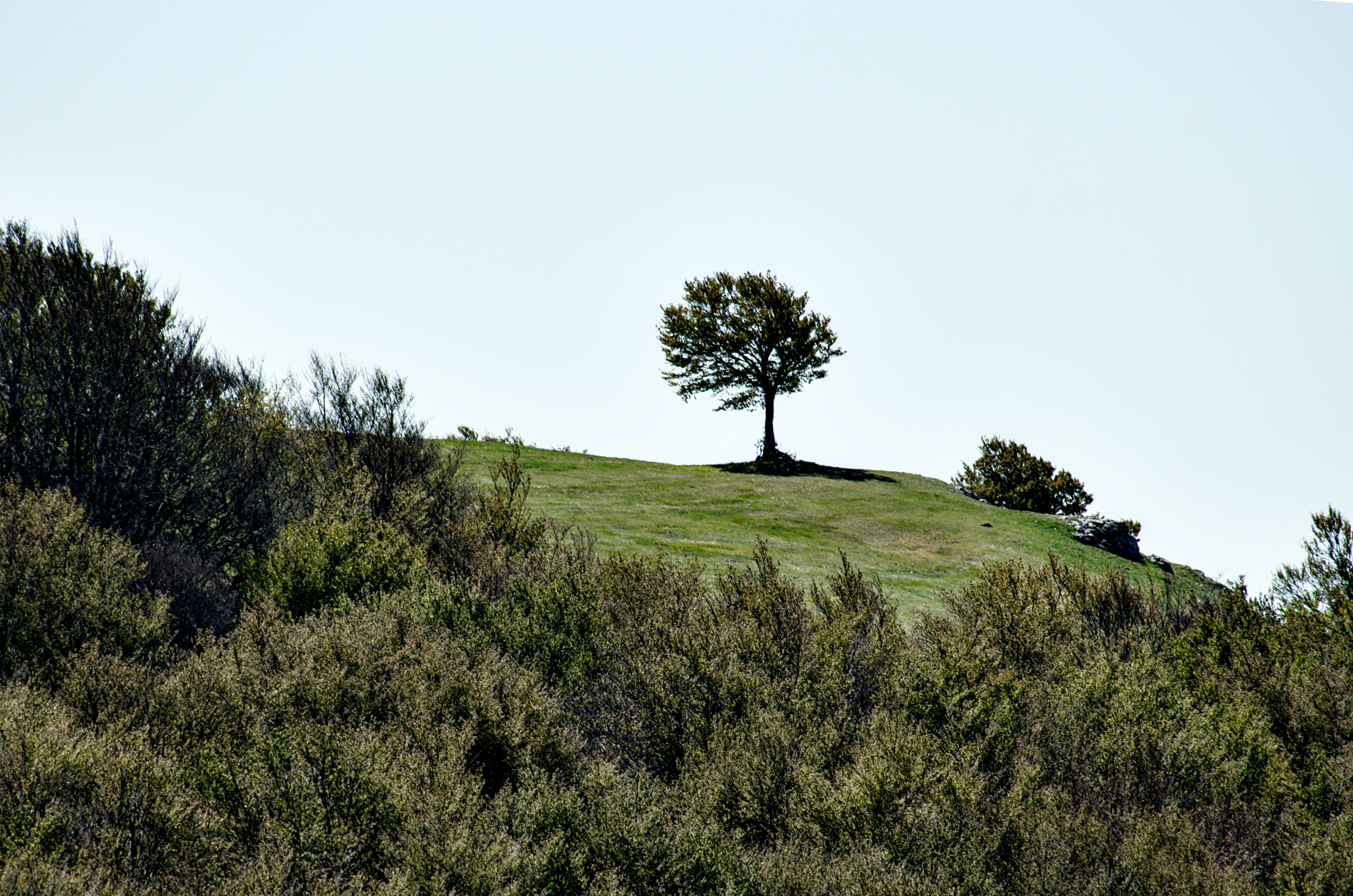 A lone tree stands on a grassy hill.