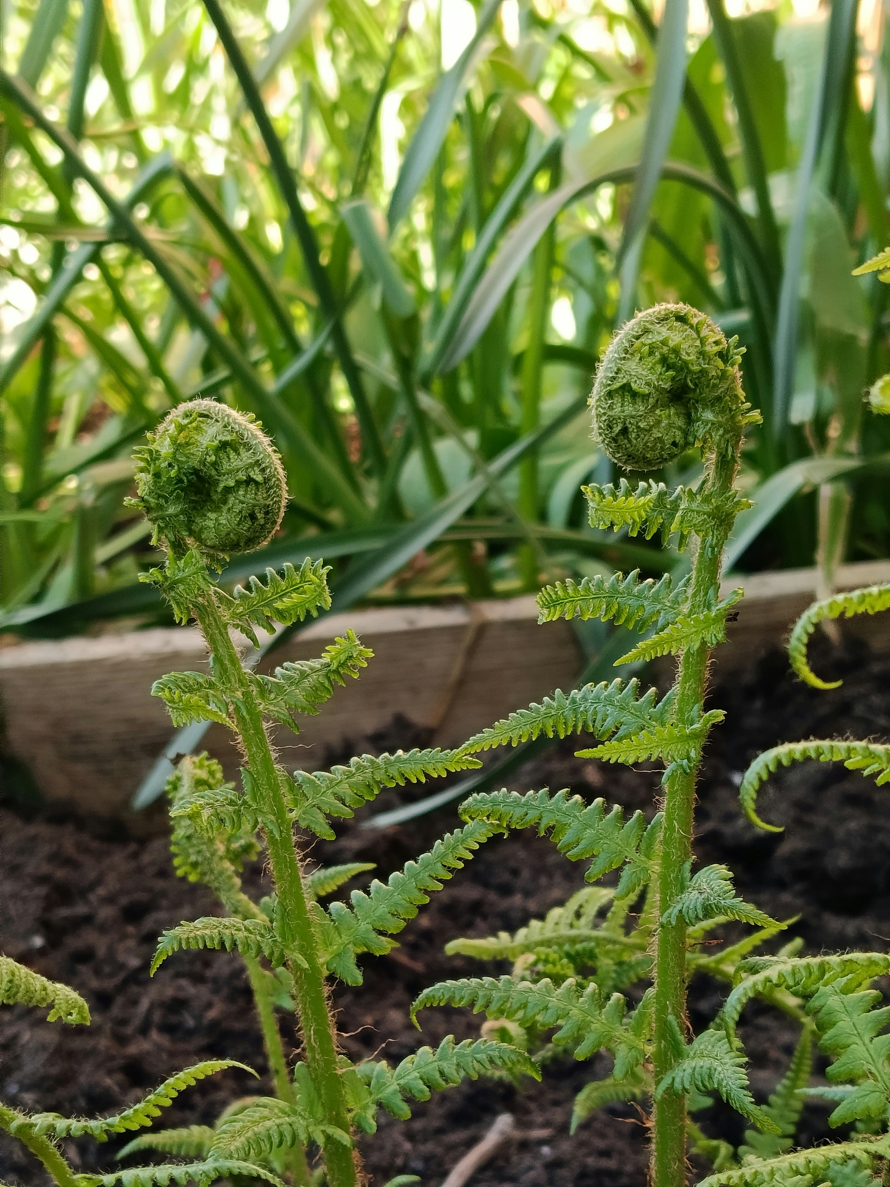 Two young fern fronds unfurling in garden