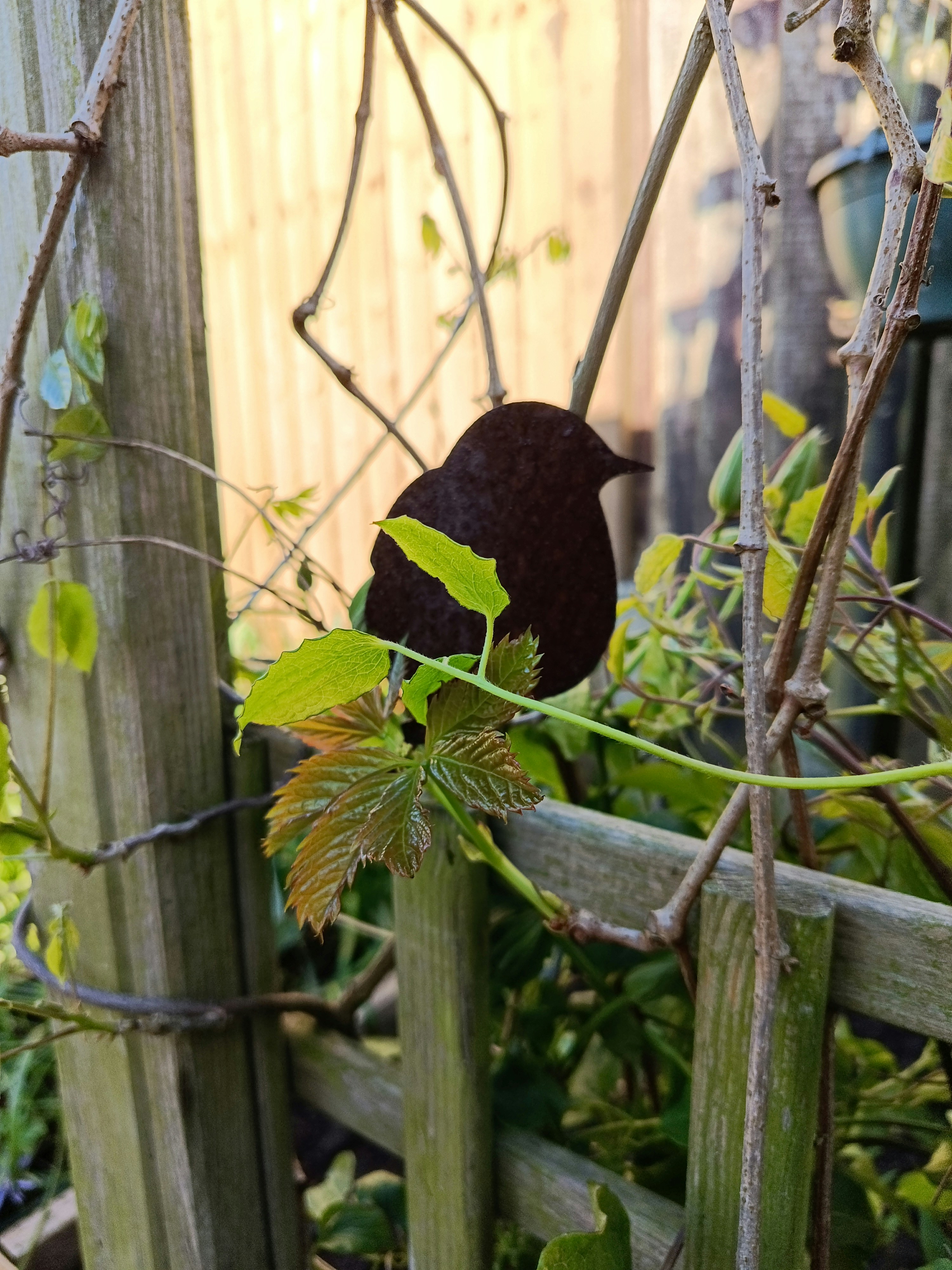 A blackbird sits on a garden fence among leaves