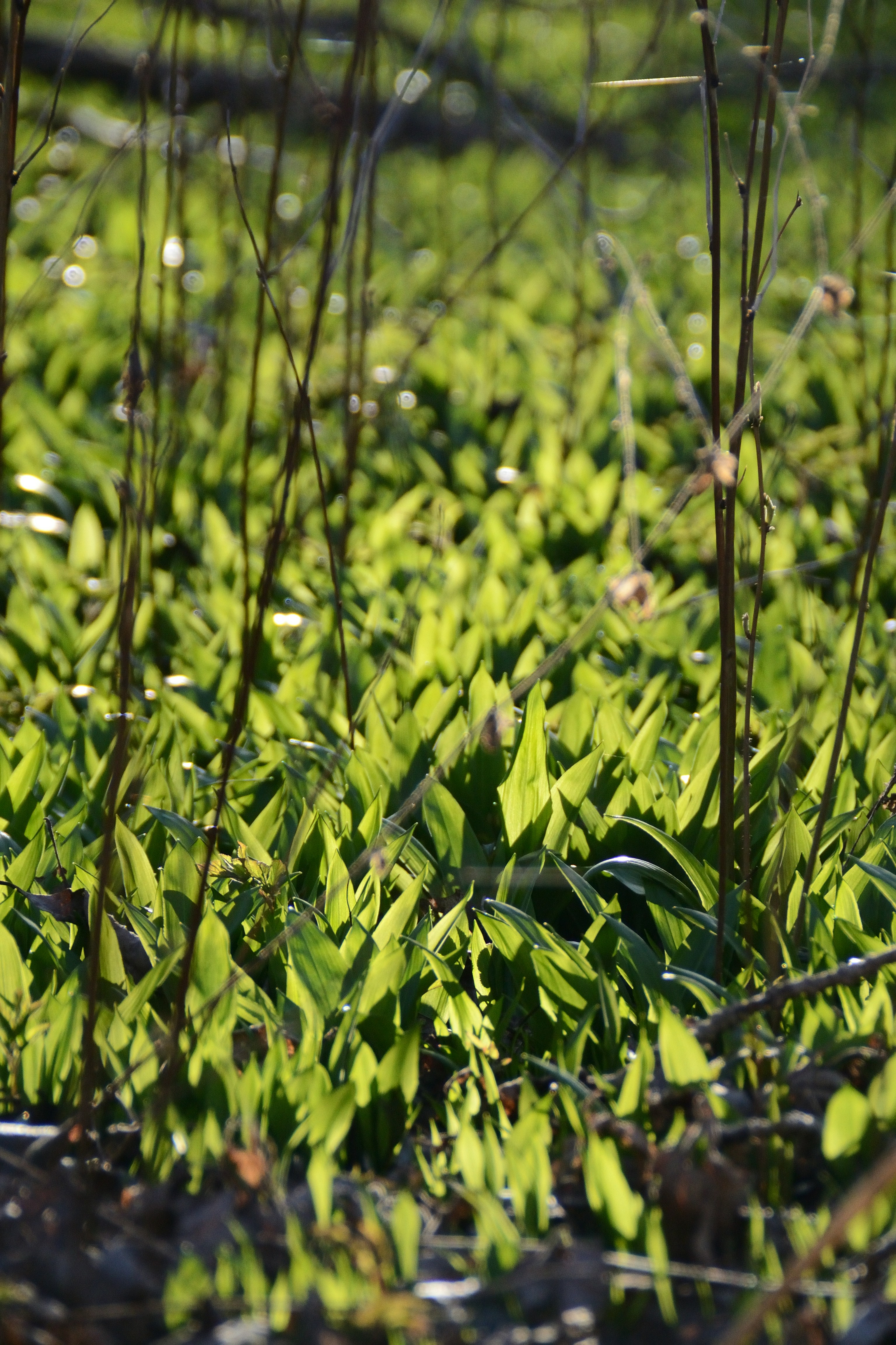 La luz del sol ilumina hojas verdes y exuberantes en el suelo del bosque.