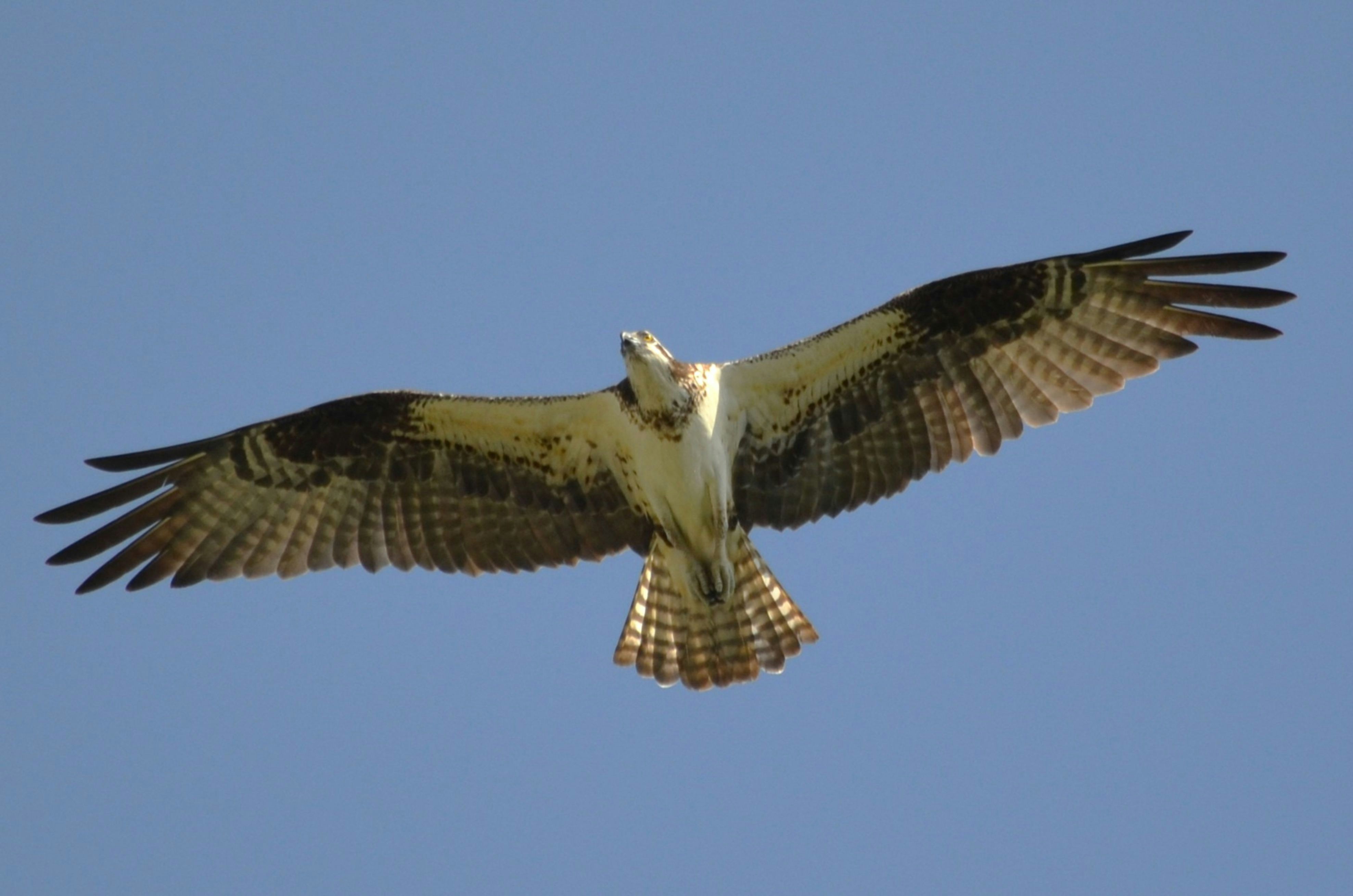 Un balbuzard pêcheur plane ailes largement déployées.