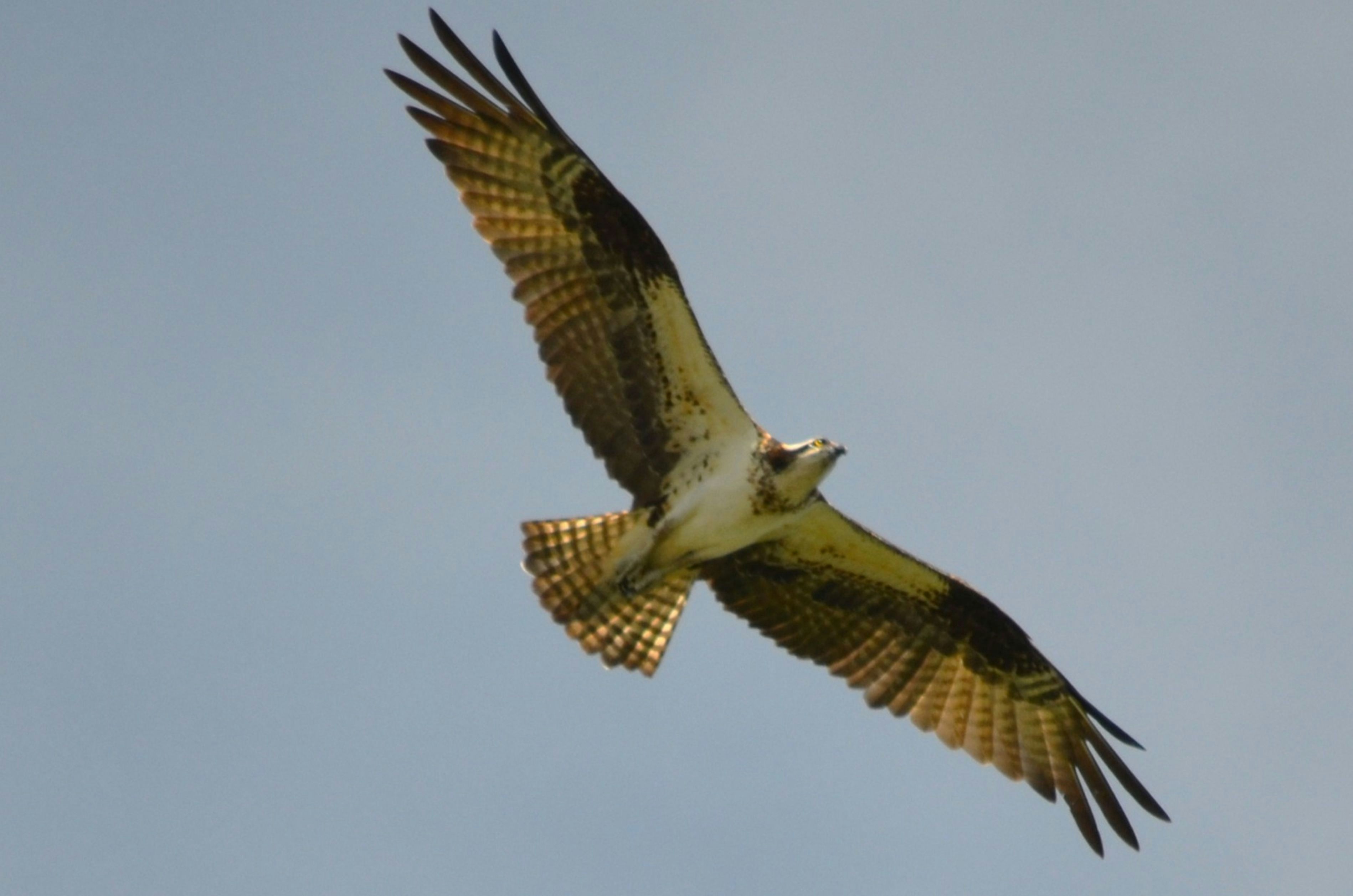 Un balbuzard pêcheur vole dans le ciel