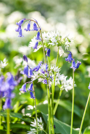 Bluebells and wild garlic flowers in a meadow.
