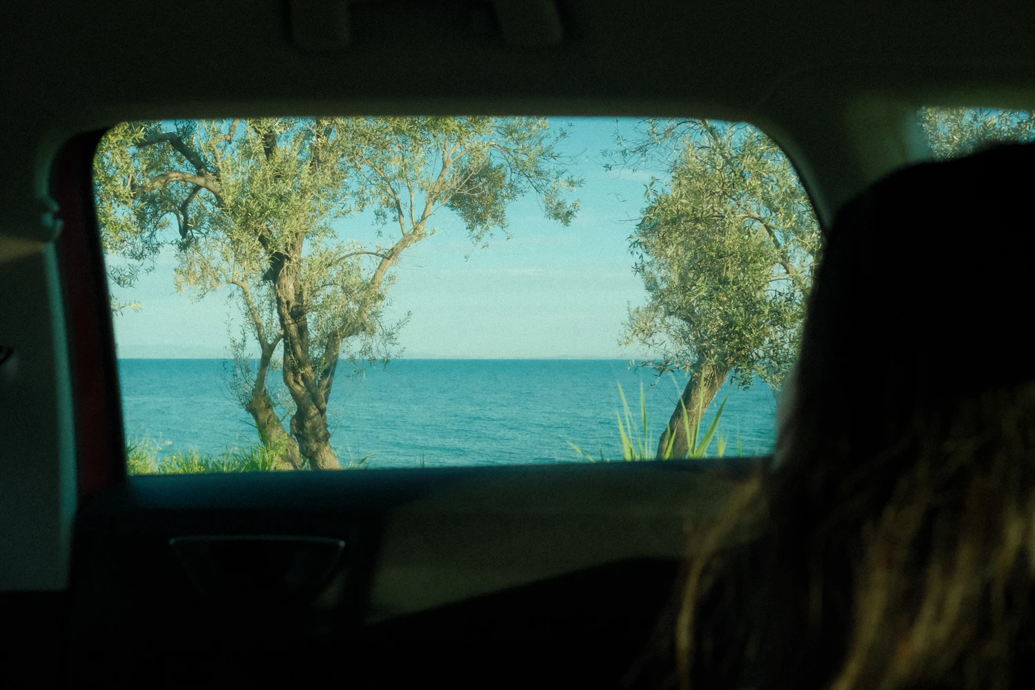The sea glimpsed through olive trees from the window of a car