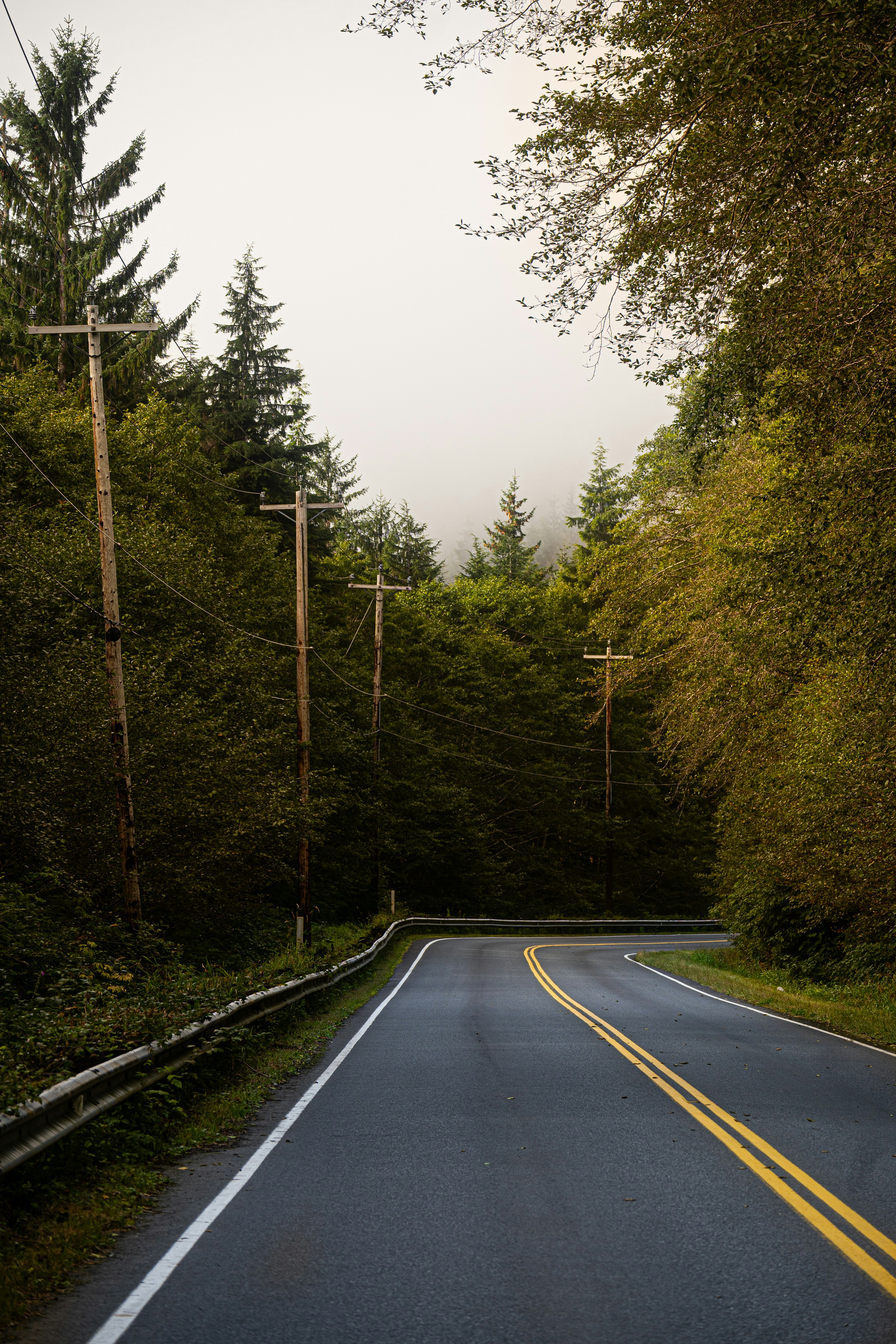 A winding road through a foggy, tree-lined forest.