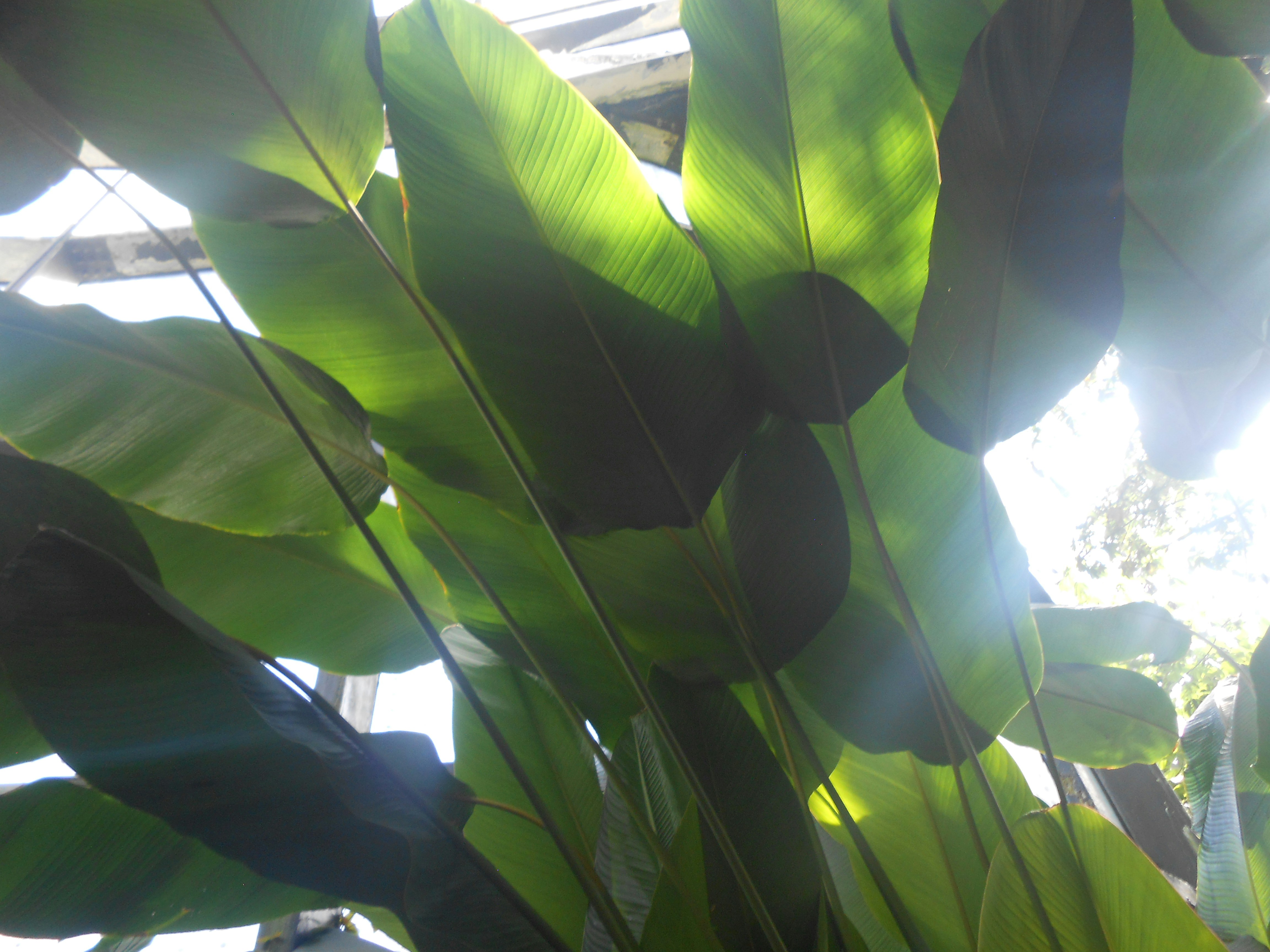 Sunlight shines through large green tropical leaves.