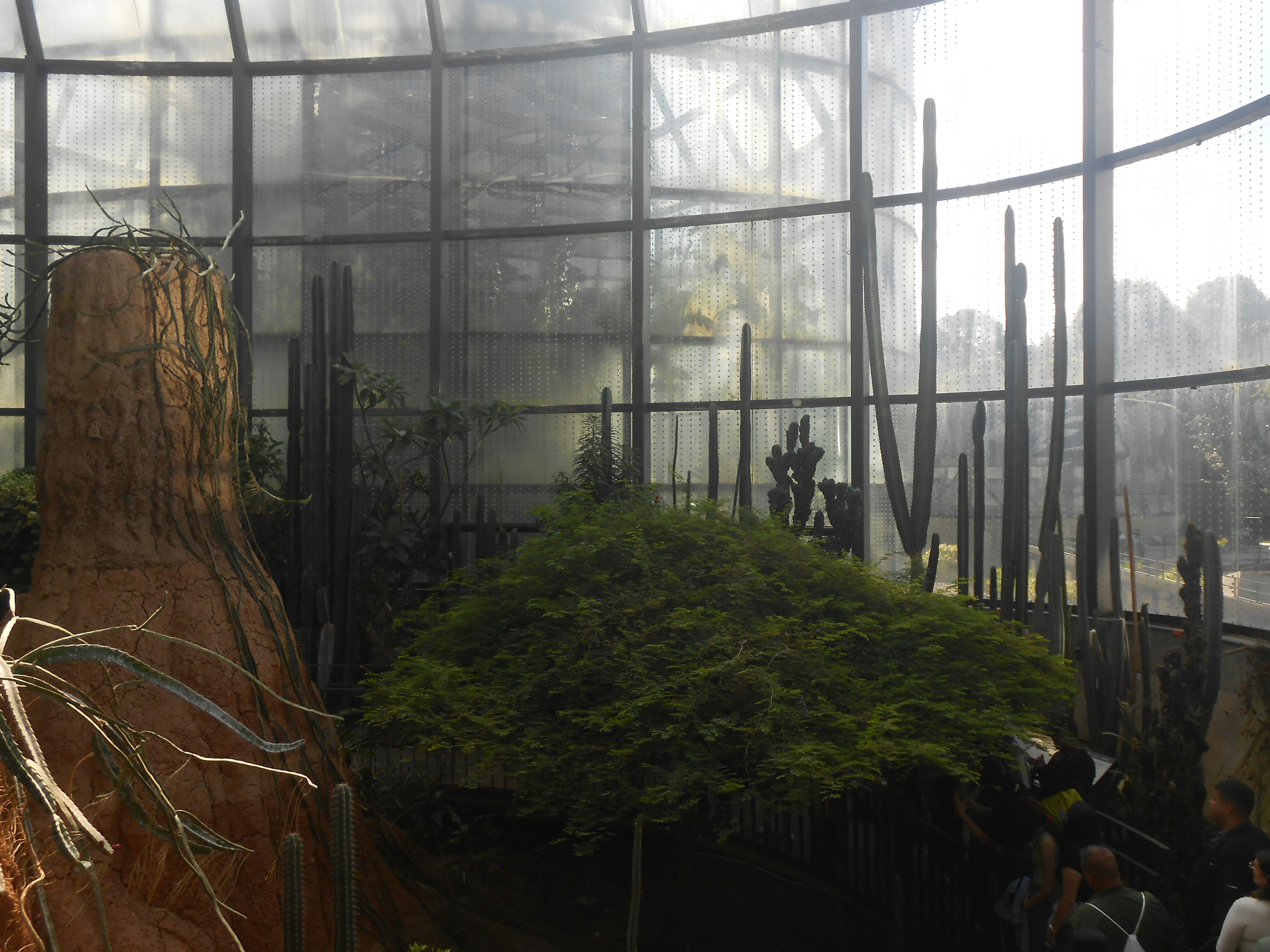 A greenhouse with various plants and cacti