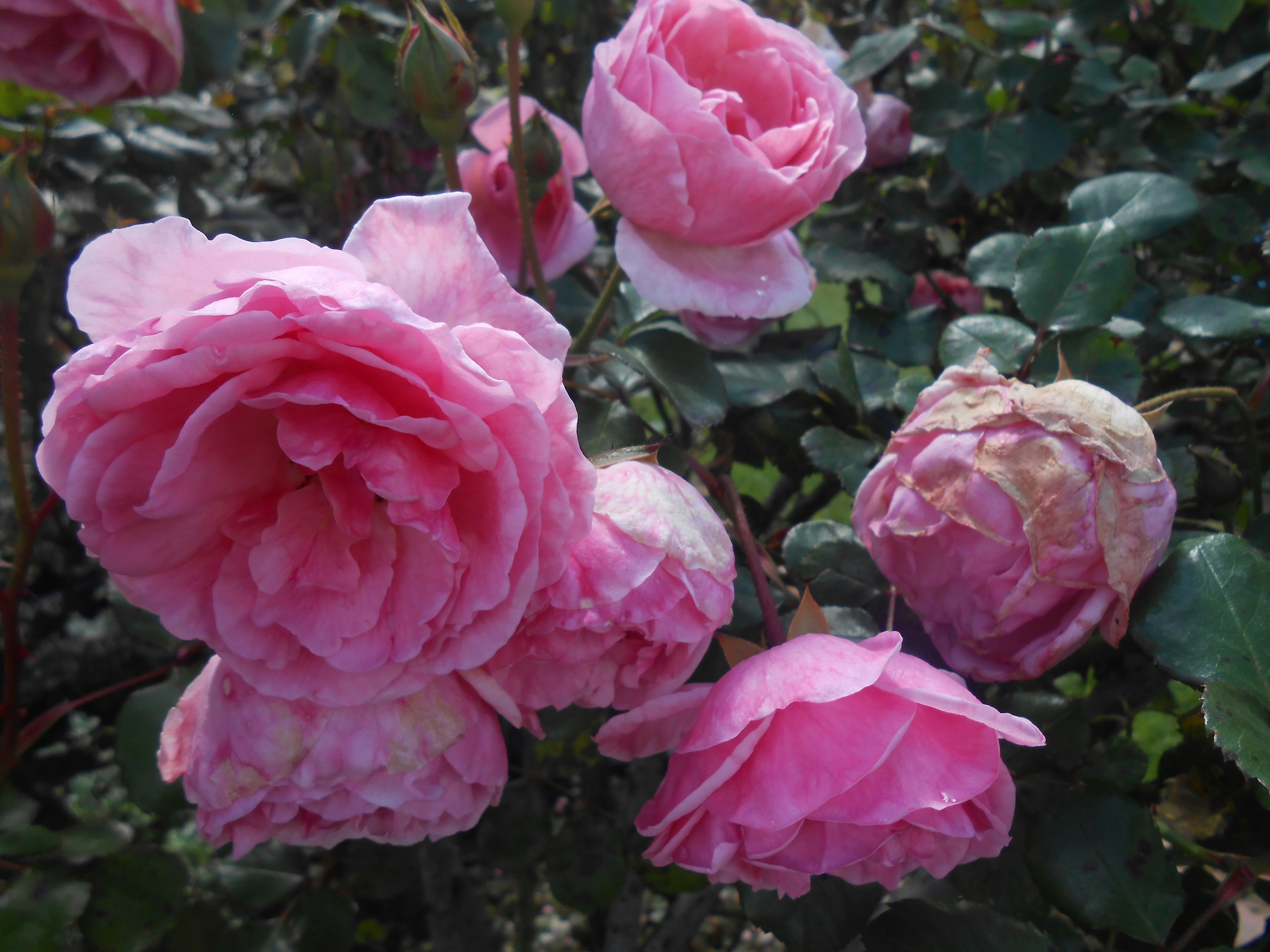 Plusieurs rosiers roses fleurissent sur un buisson.