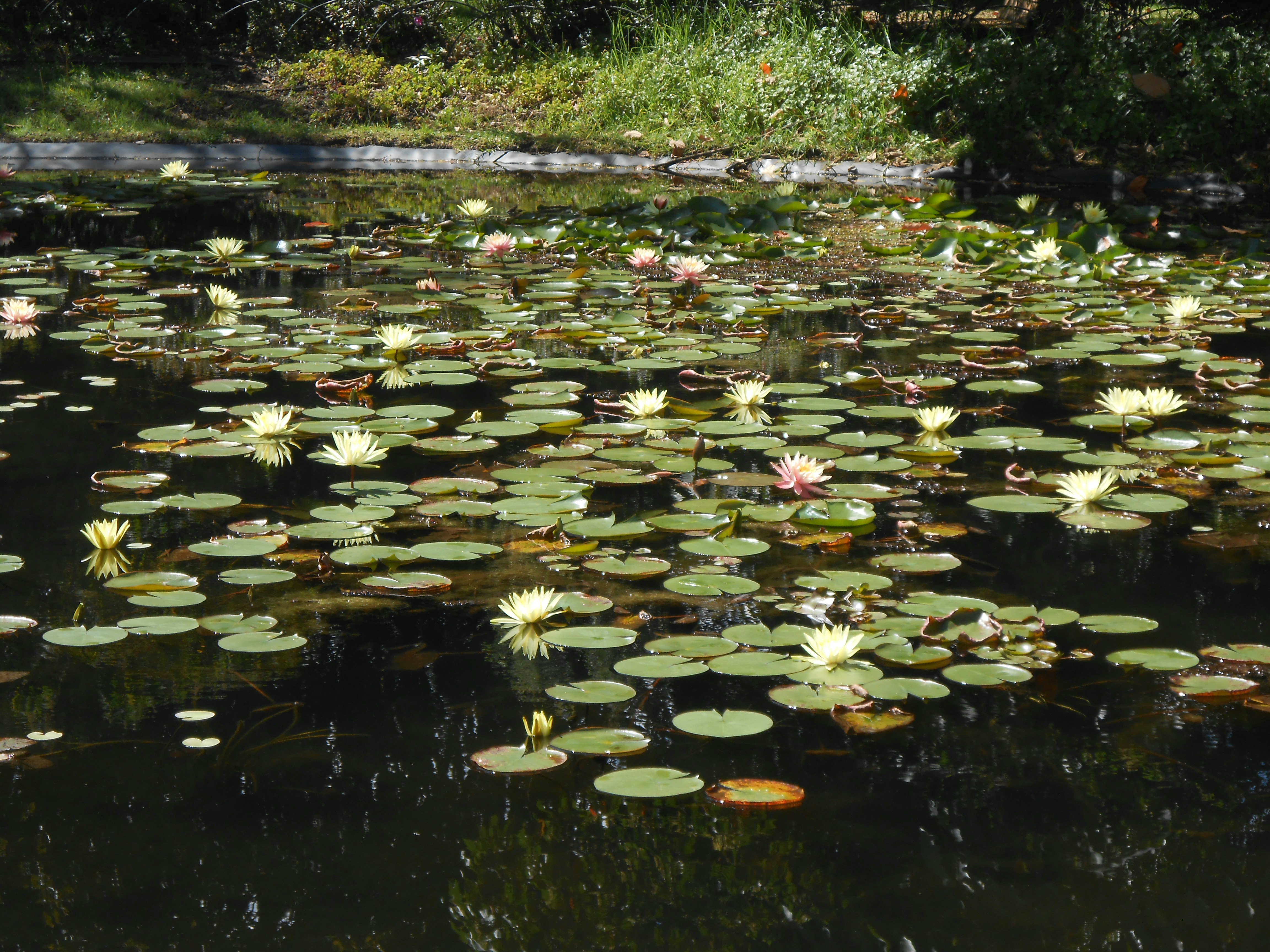 Water lilies float on a dark pond surface.