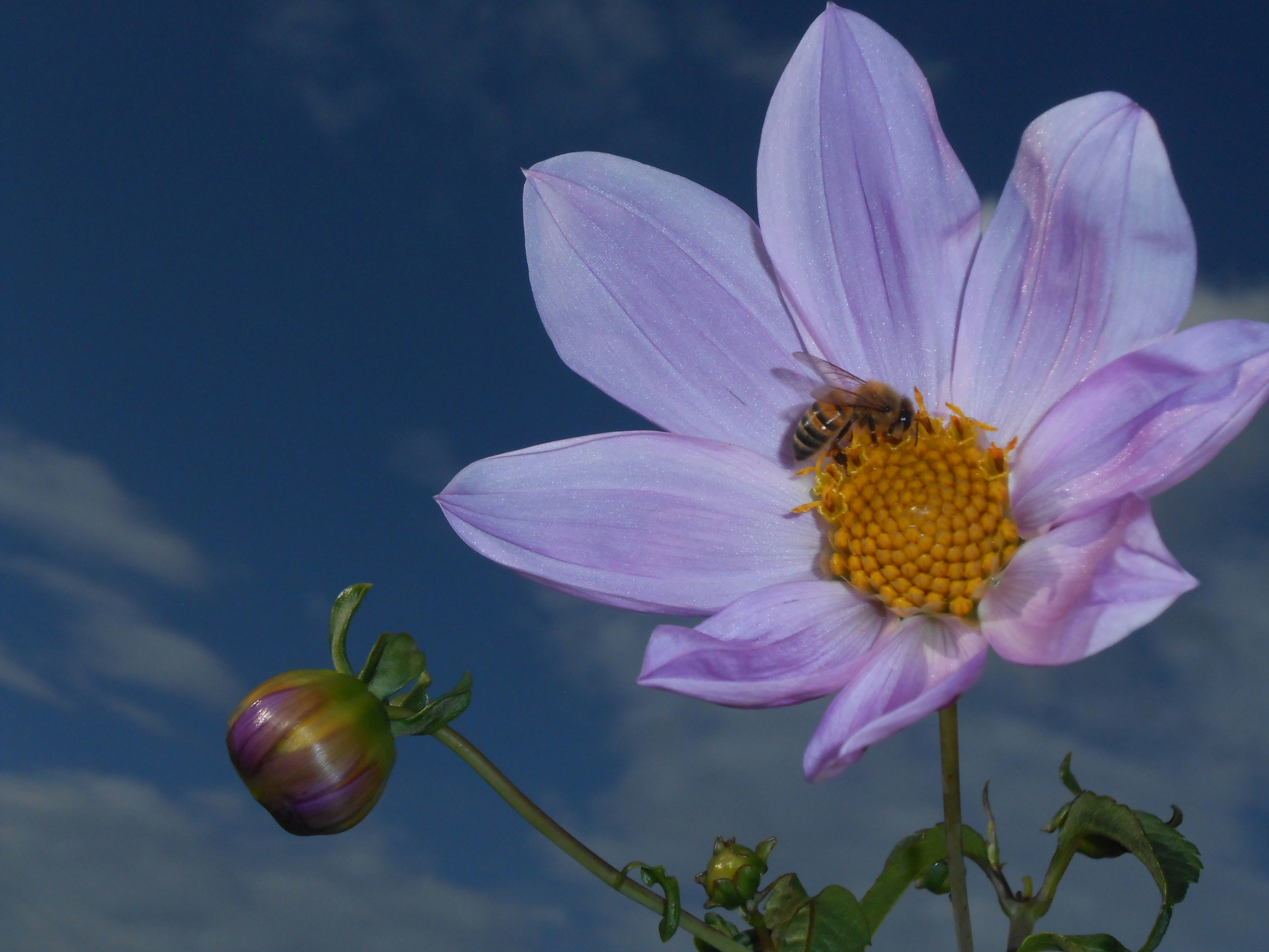 A bee collects nectar from a purple flower.