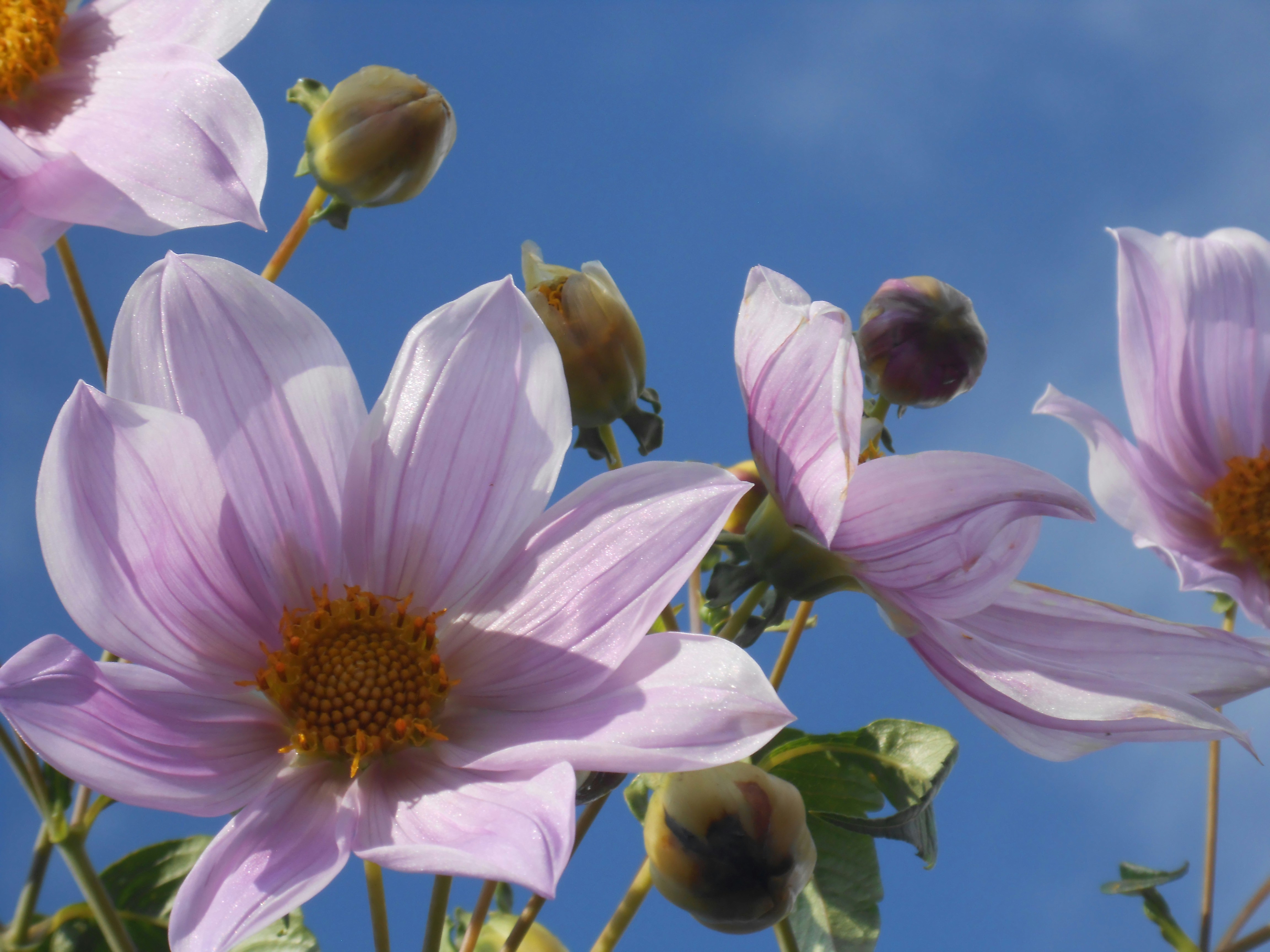 Delicate pink flowers bloom against a bright blue sky.