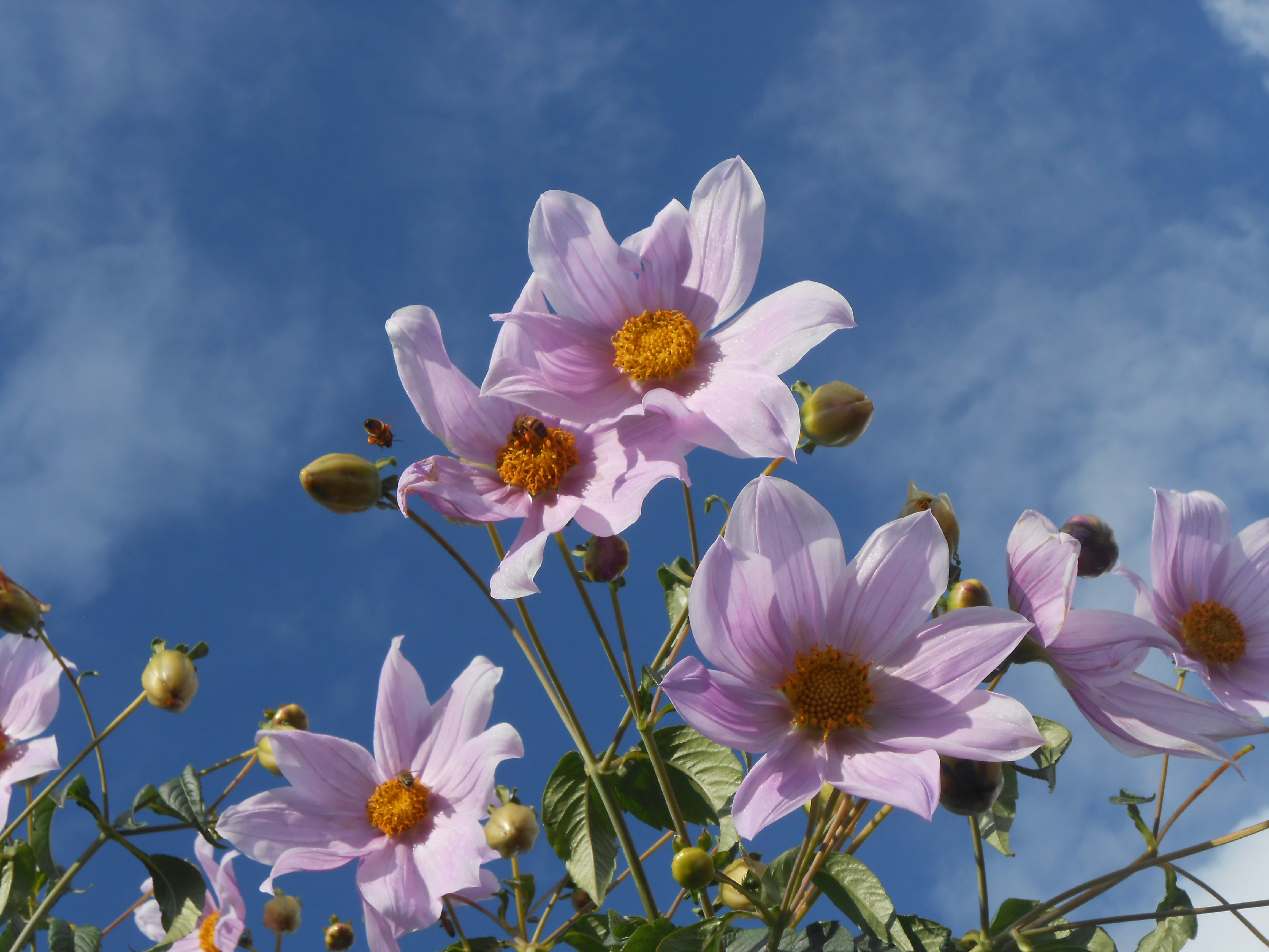 Pink flowers blooming against a bright blue sky.