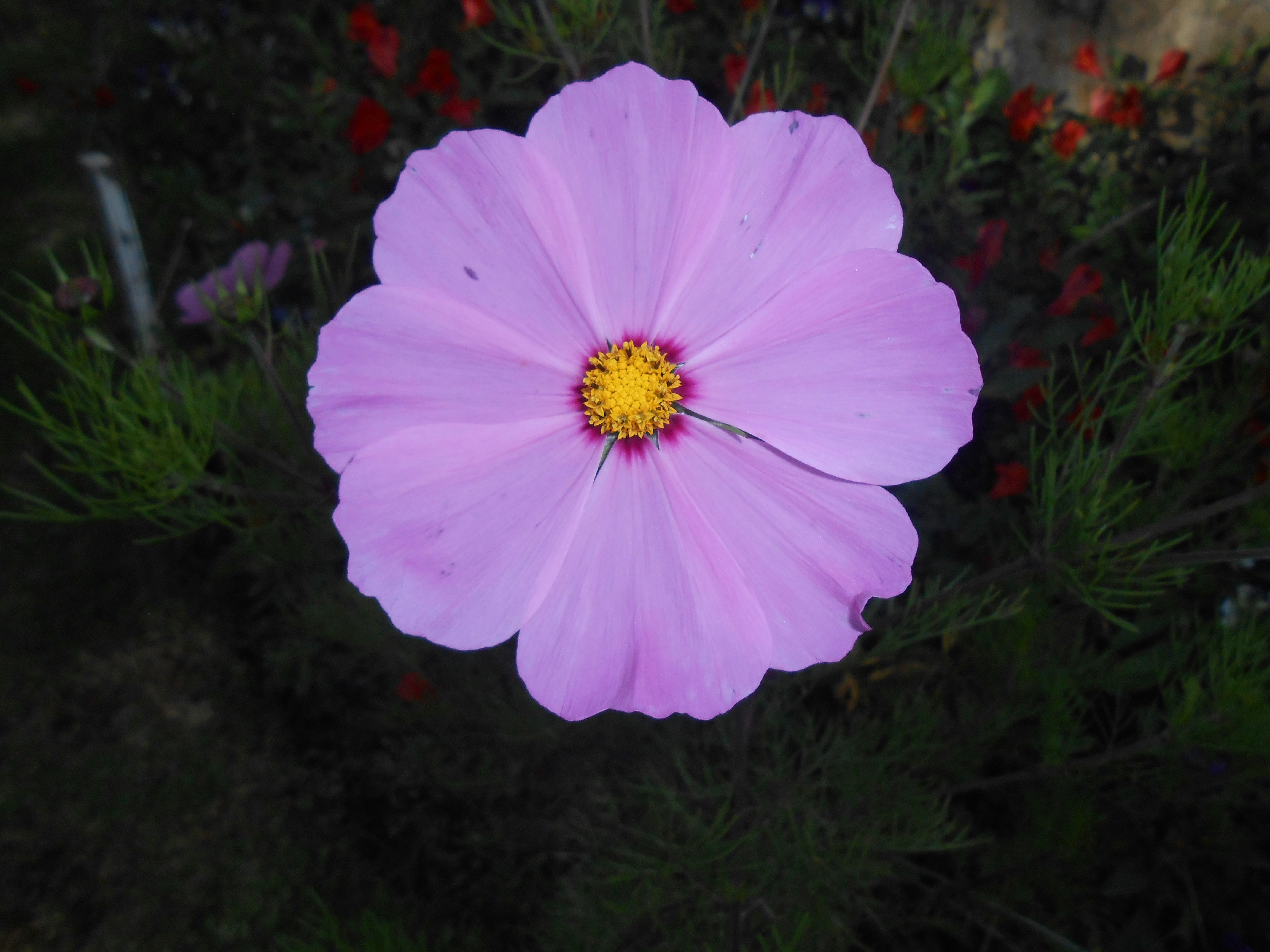 A single light purple cosmos flower with a yellow center.
