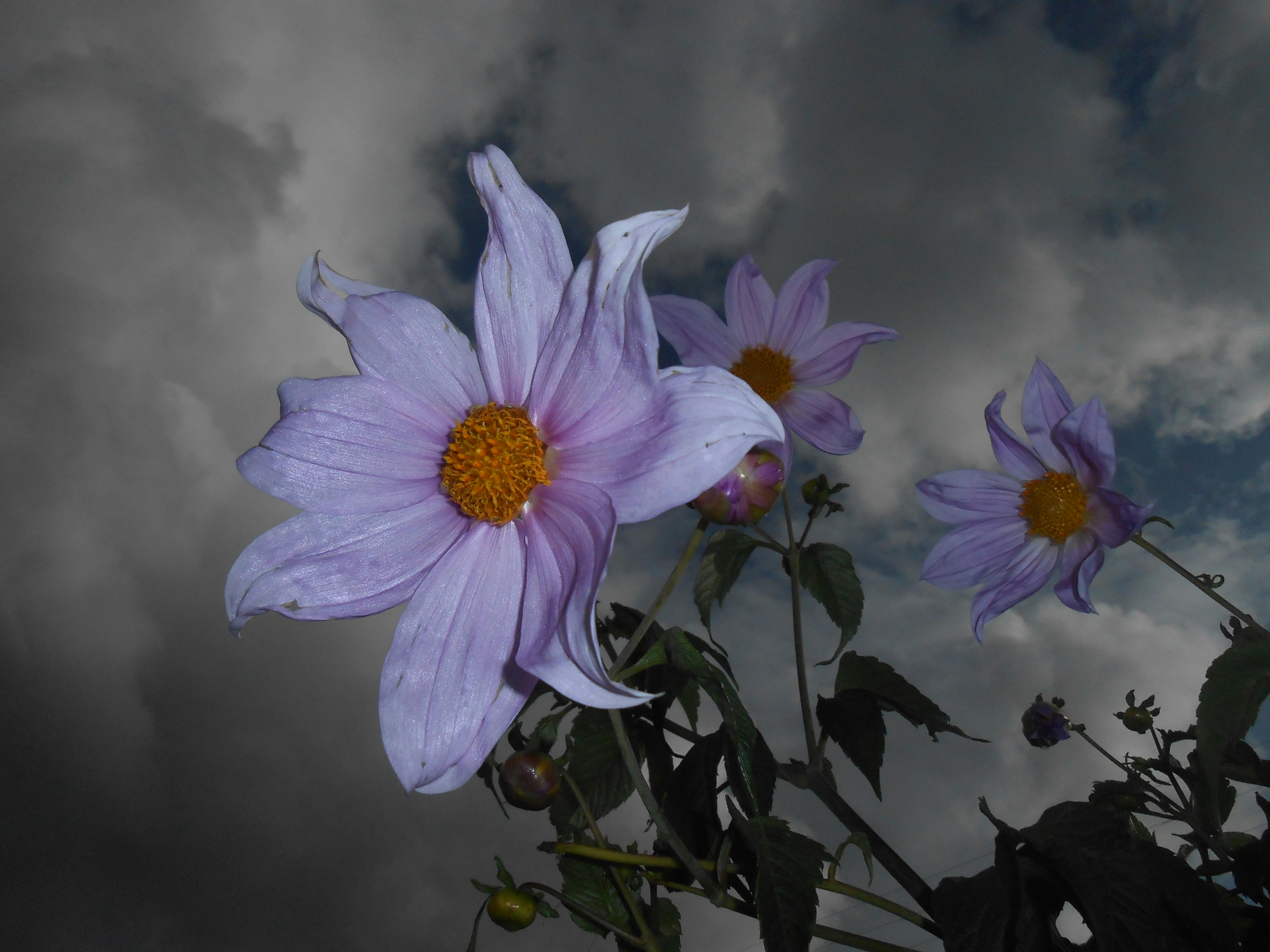 Pale purple flowers against a stormy sky