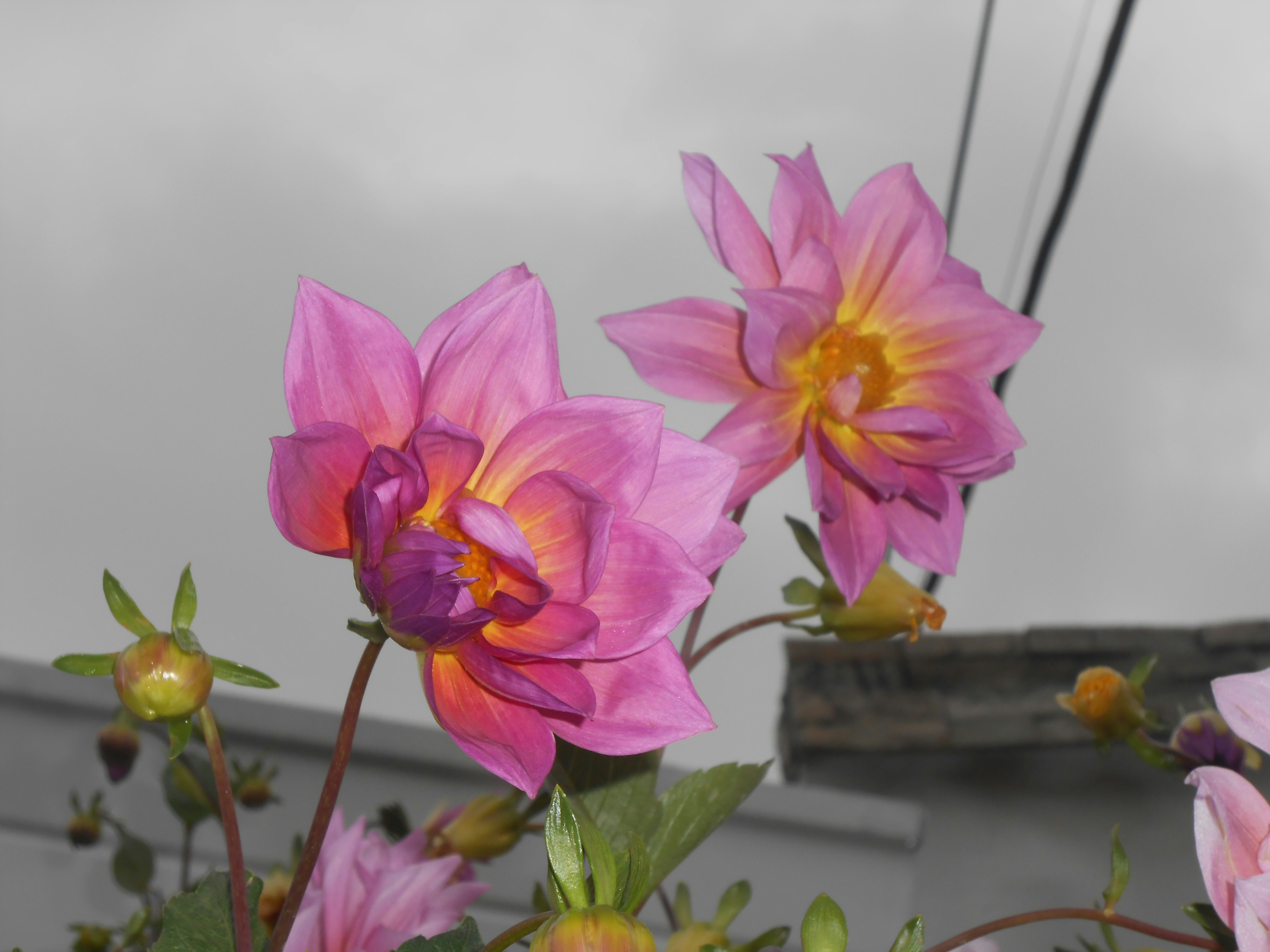 Two pink dahlia flowers with yellow centers.