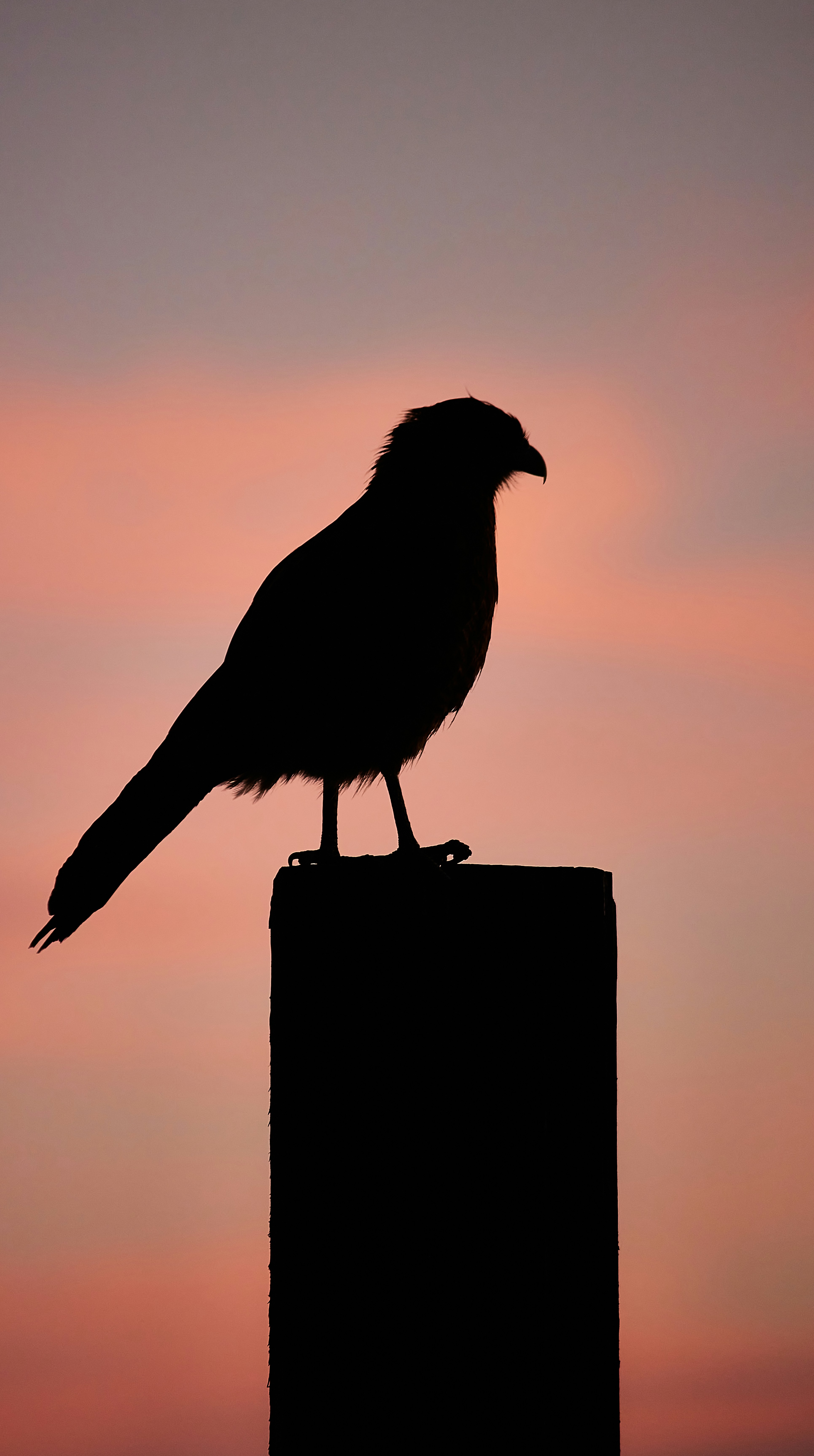 Silhouette of a bird perched on a post at sunset.