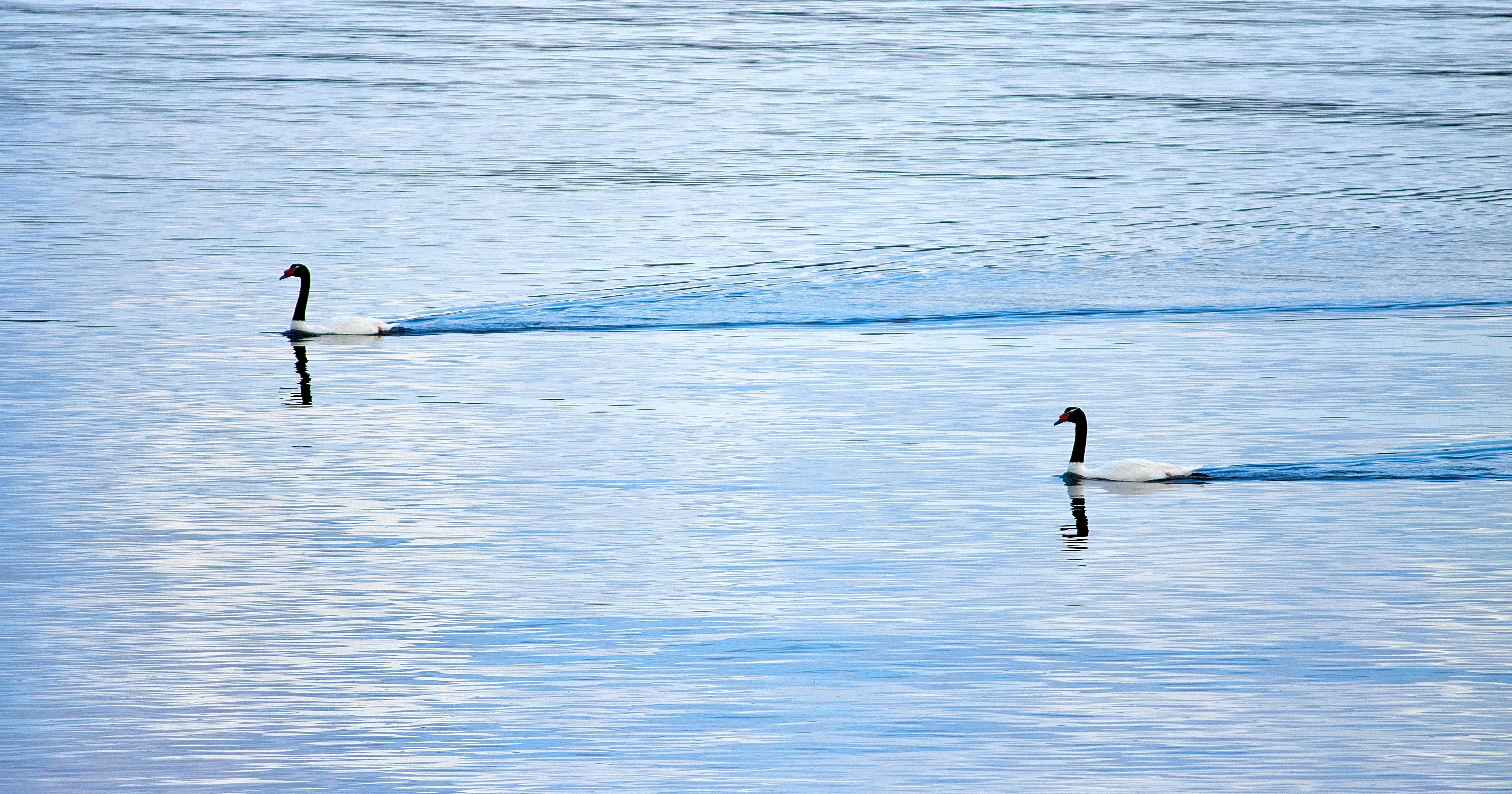 Two geese swimming across a calm lake