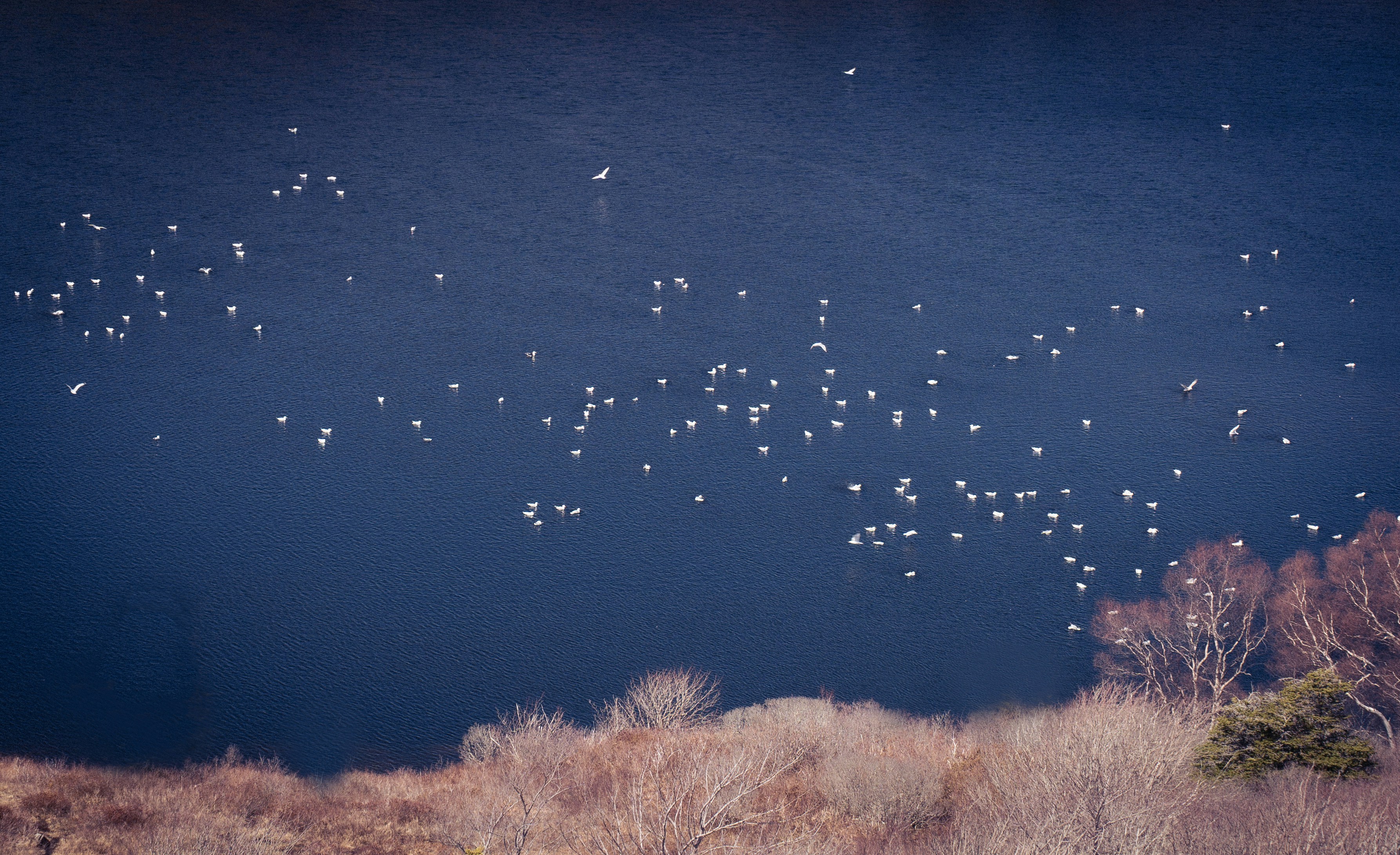 Bandada de pájaros volando sobre un lago oscuro