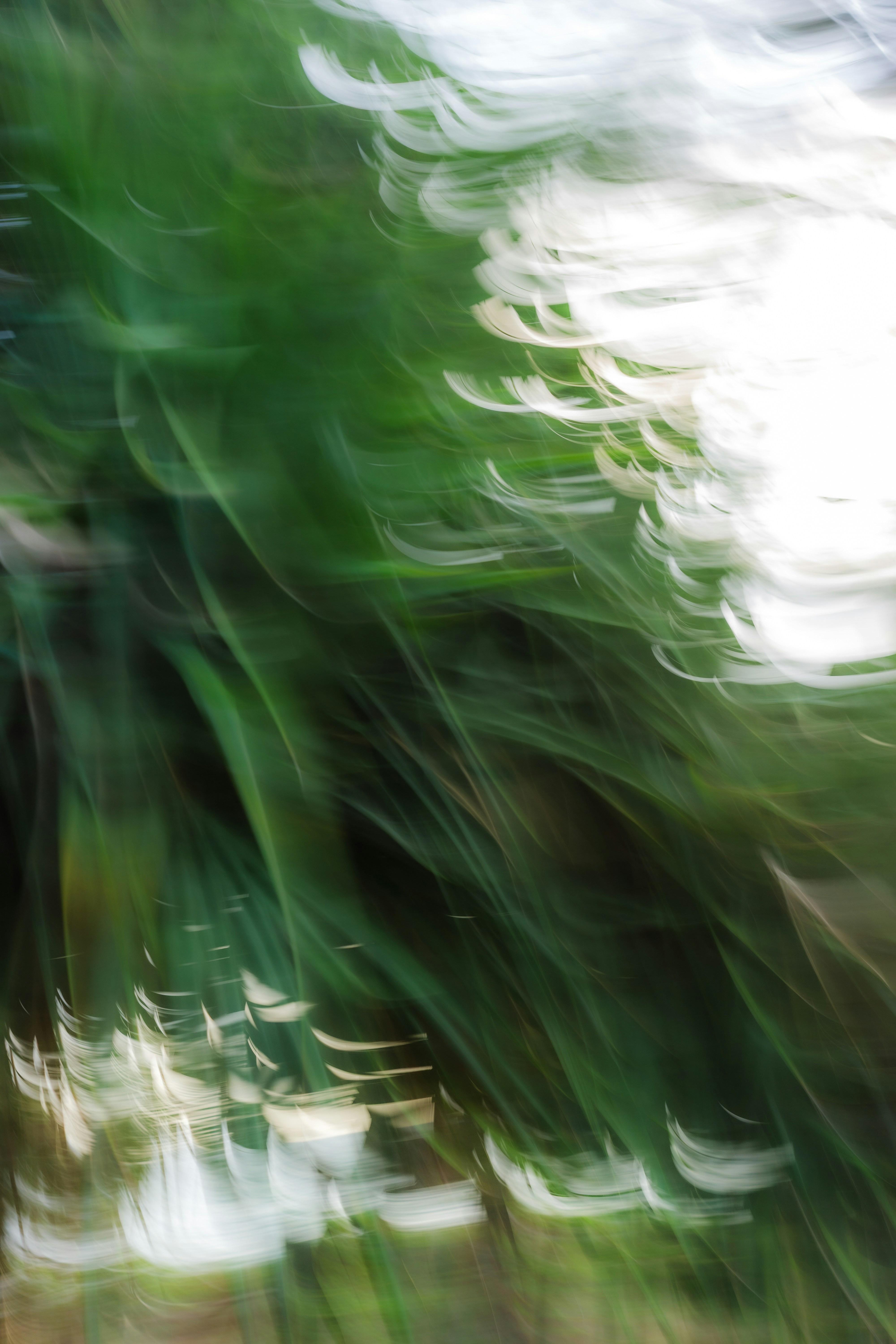 Abstract green and white streaks of swaying plants