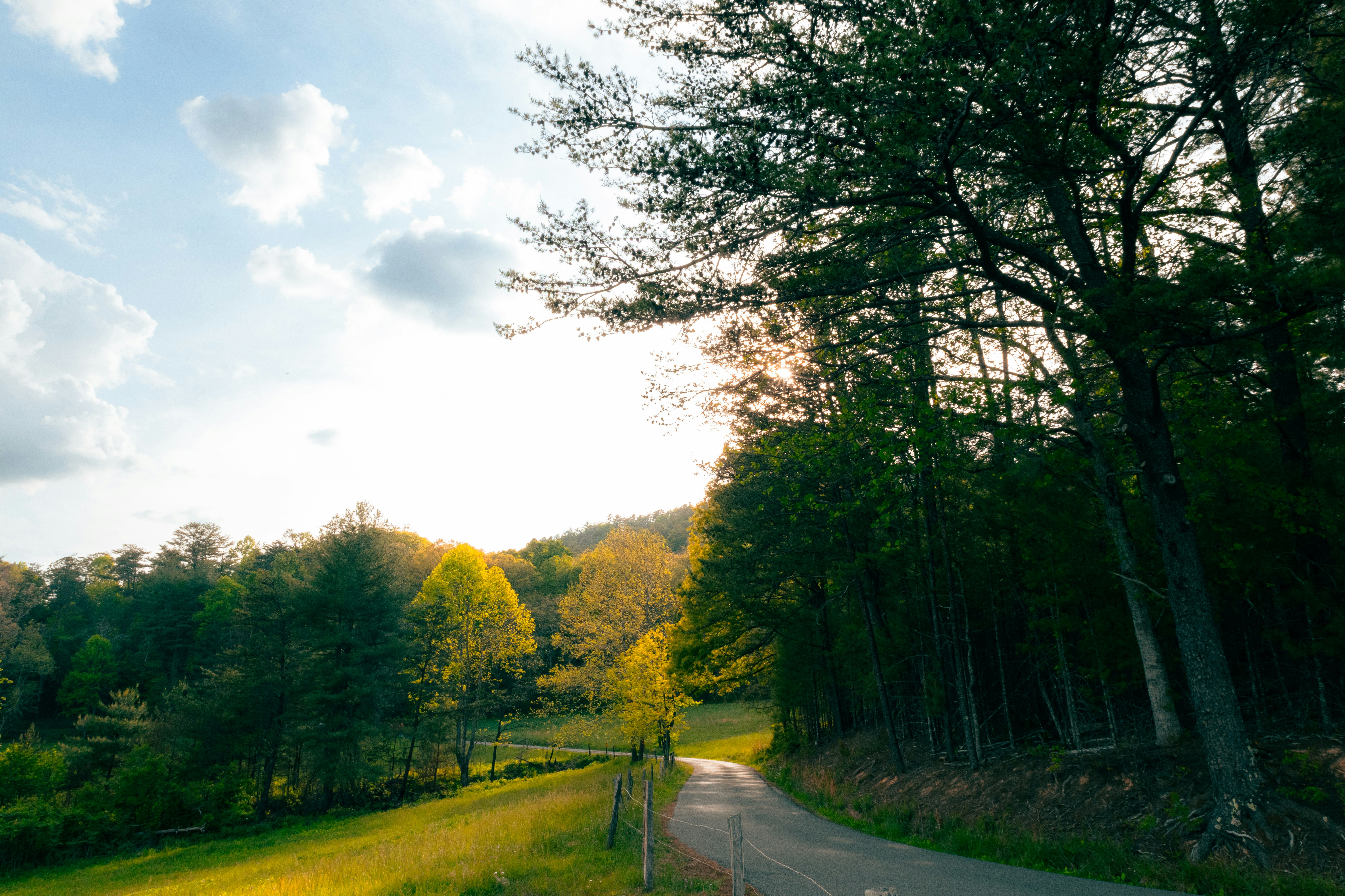 A winding road through a sunlit forest landscape