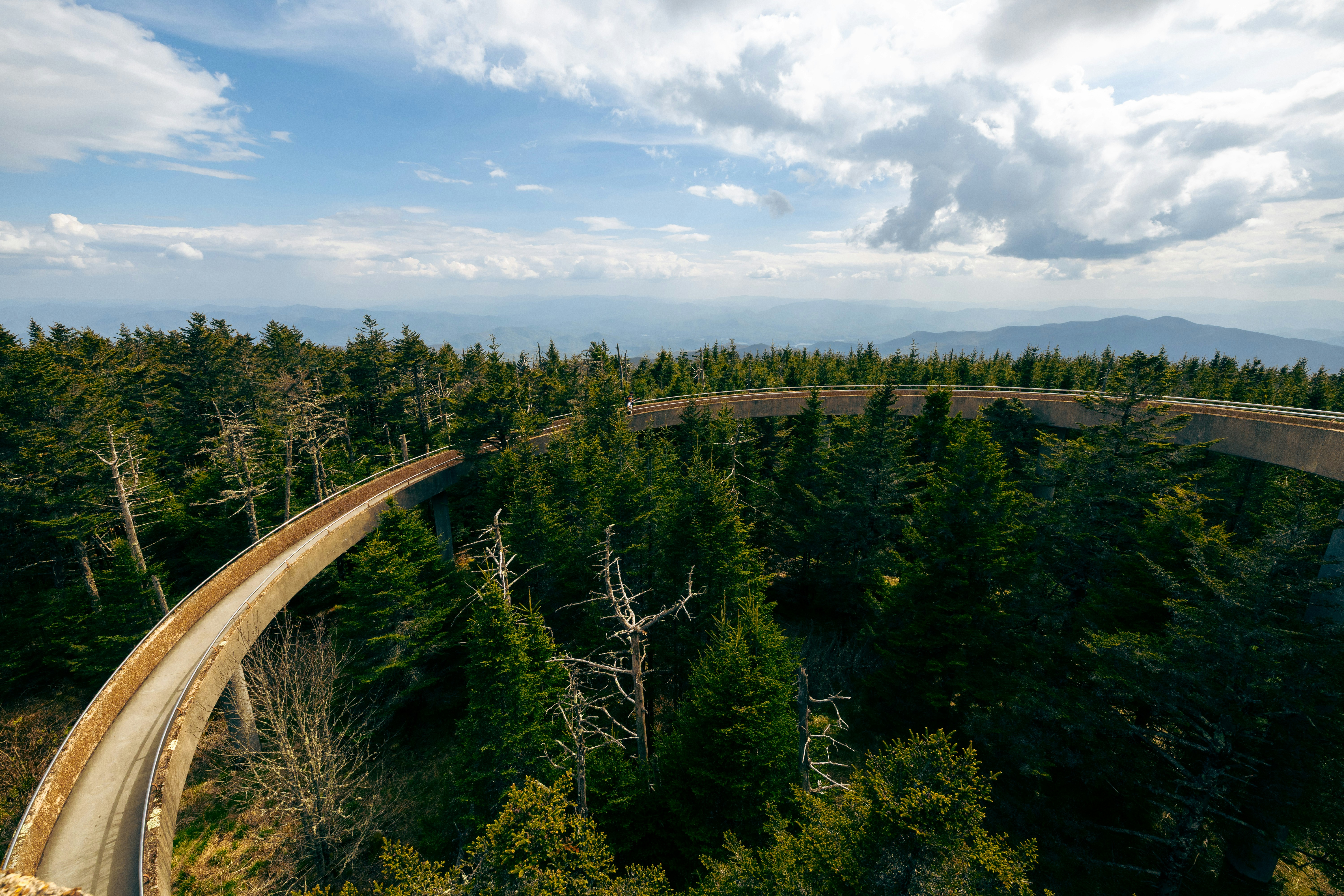 Elevated walkway winds through a dense evergreen forest.