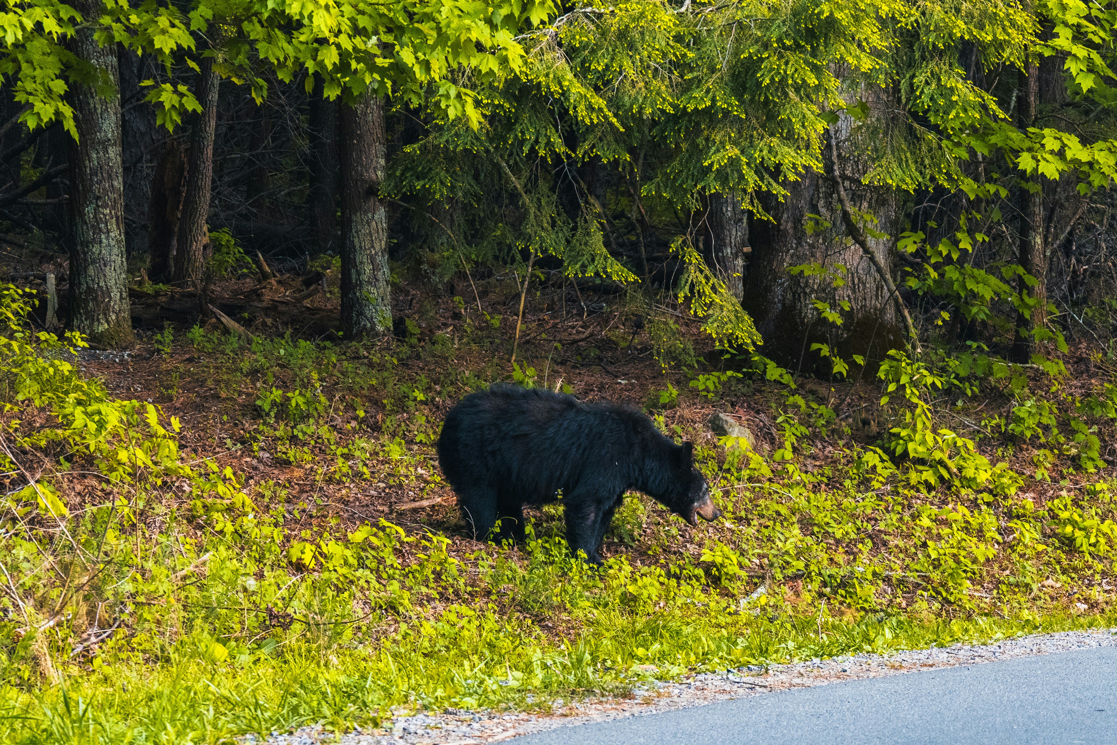 A black bear grazes near a forest edge.