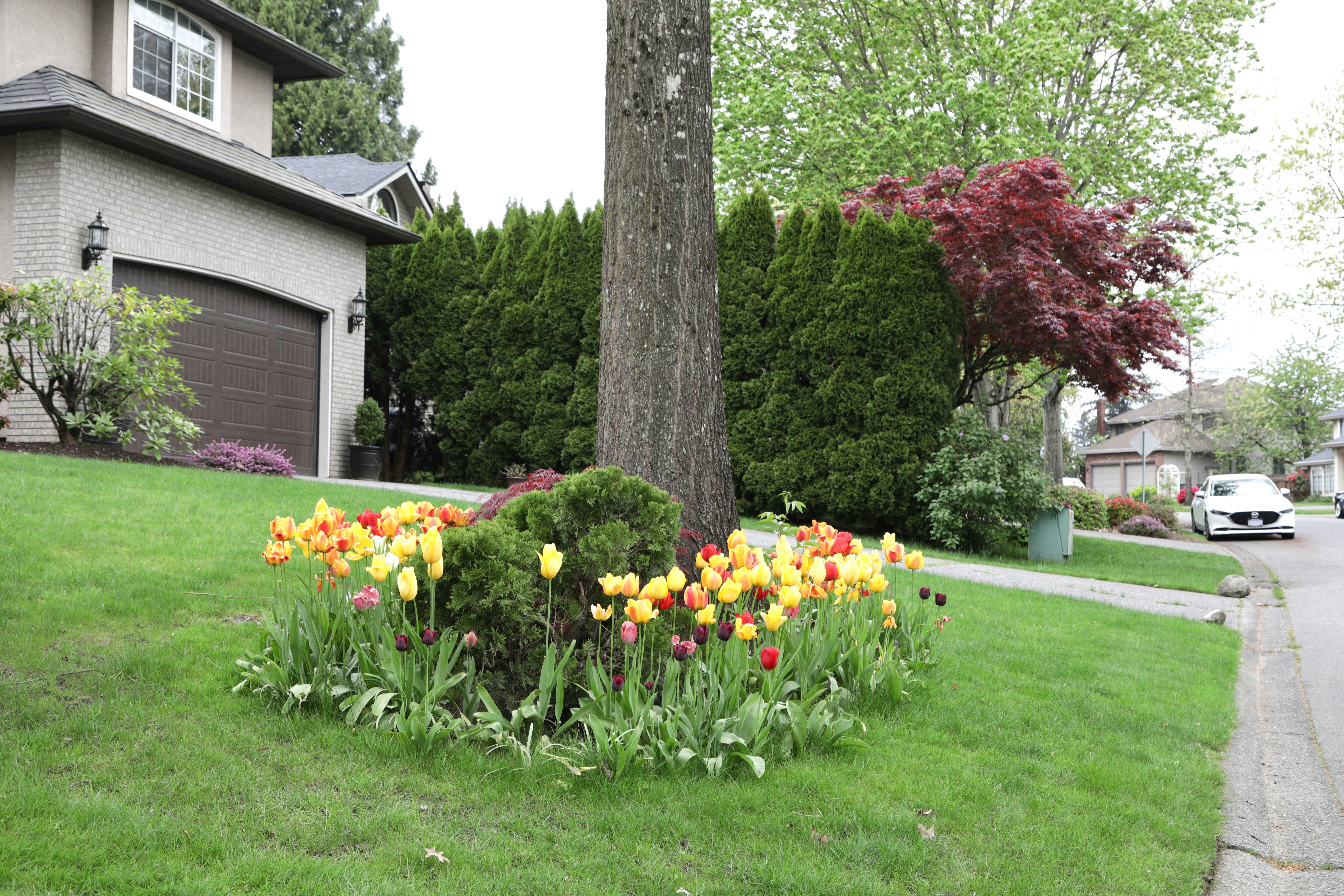 Pruning Season in Mobile: Timing Your Spring Cuts Before Hurricane Season Changes Everything